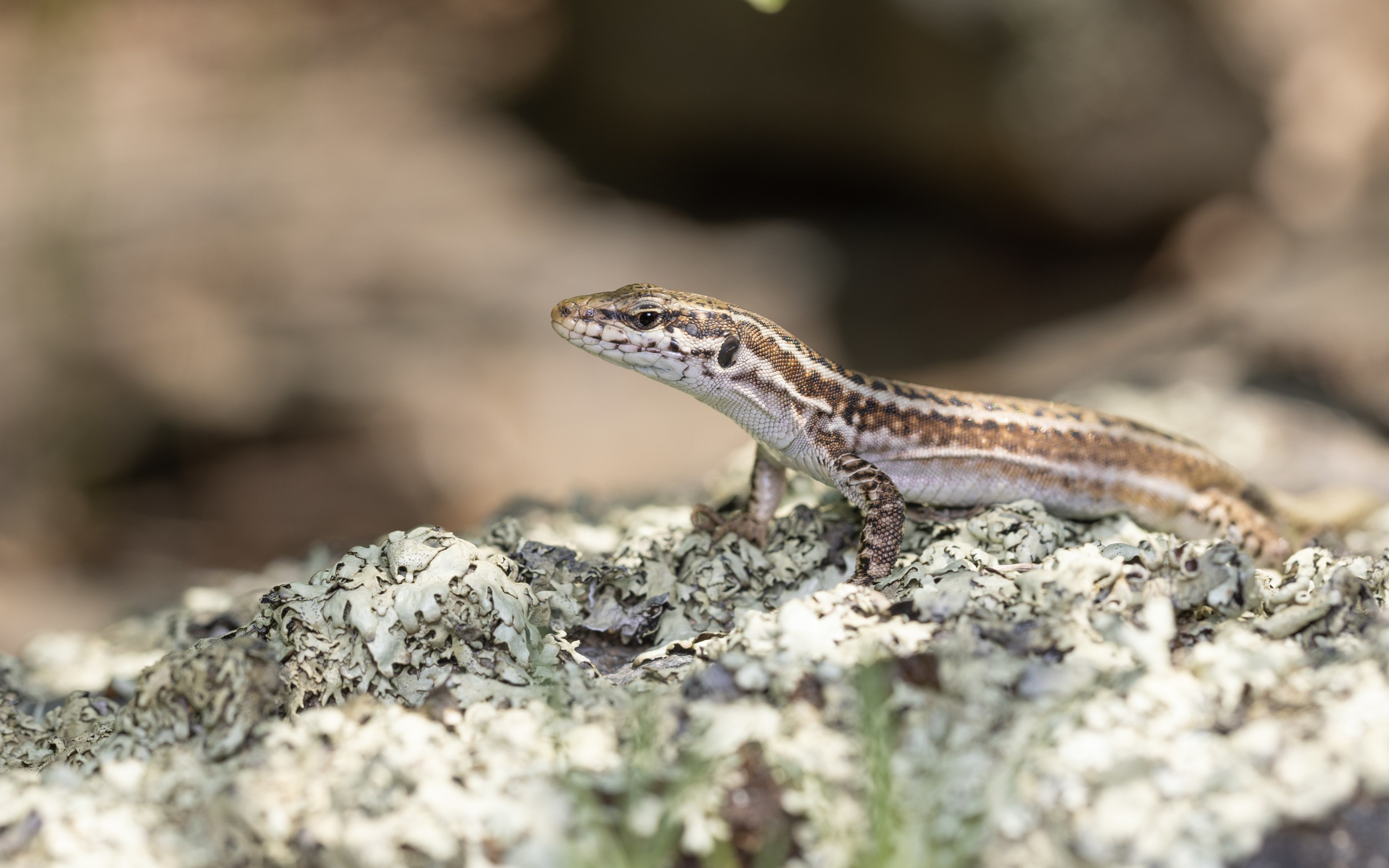 Female Erhard's Wall Lizard (Podarcis erhardii) on a rock in Bulgaria