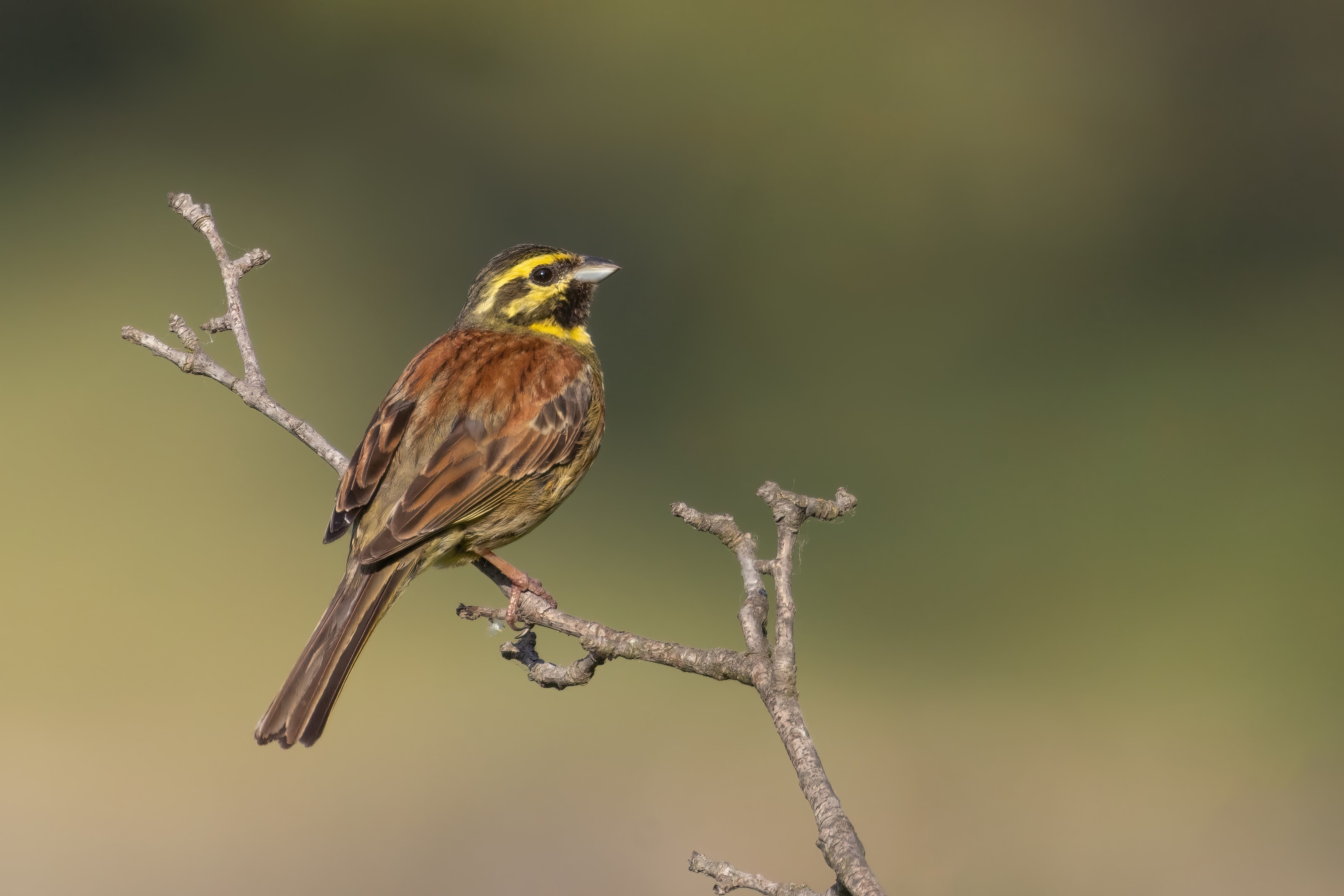 Cirl Bunting