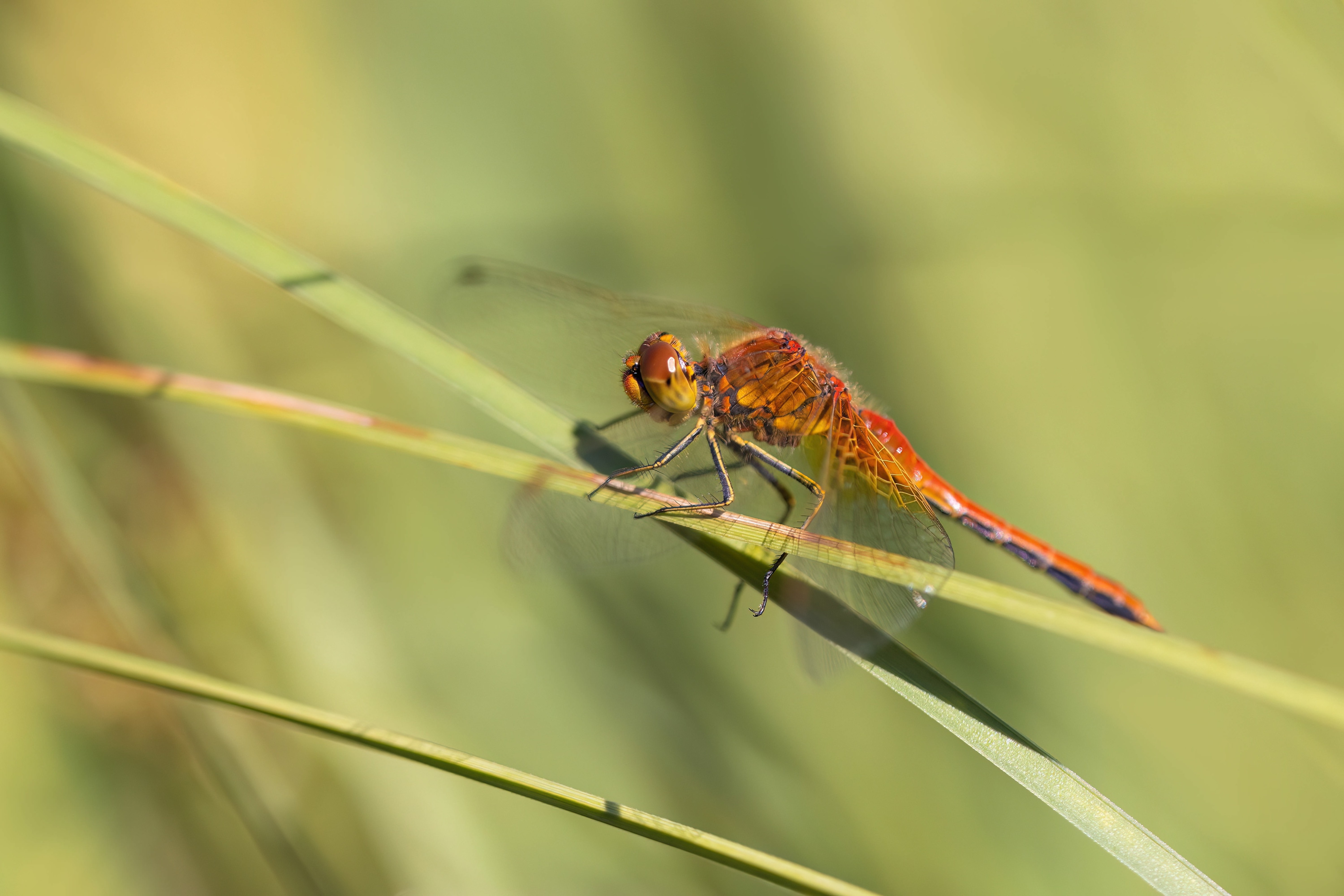 Yellow-winged Darter