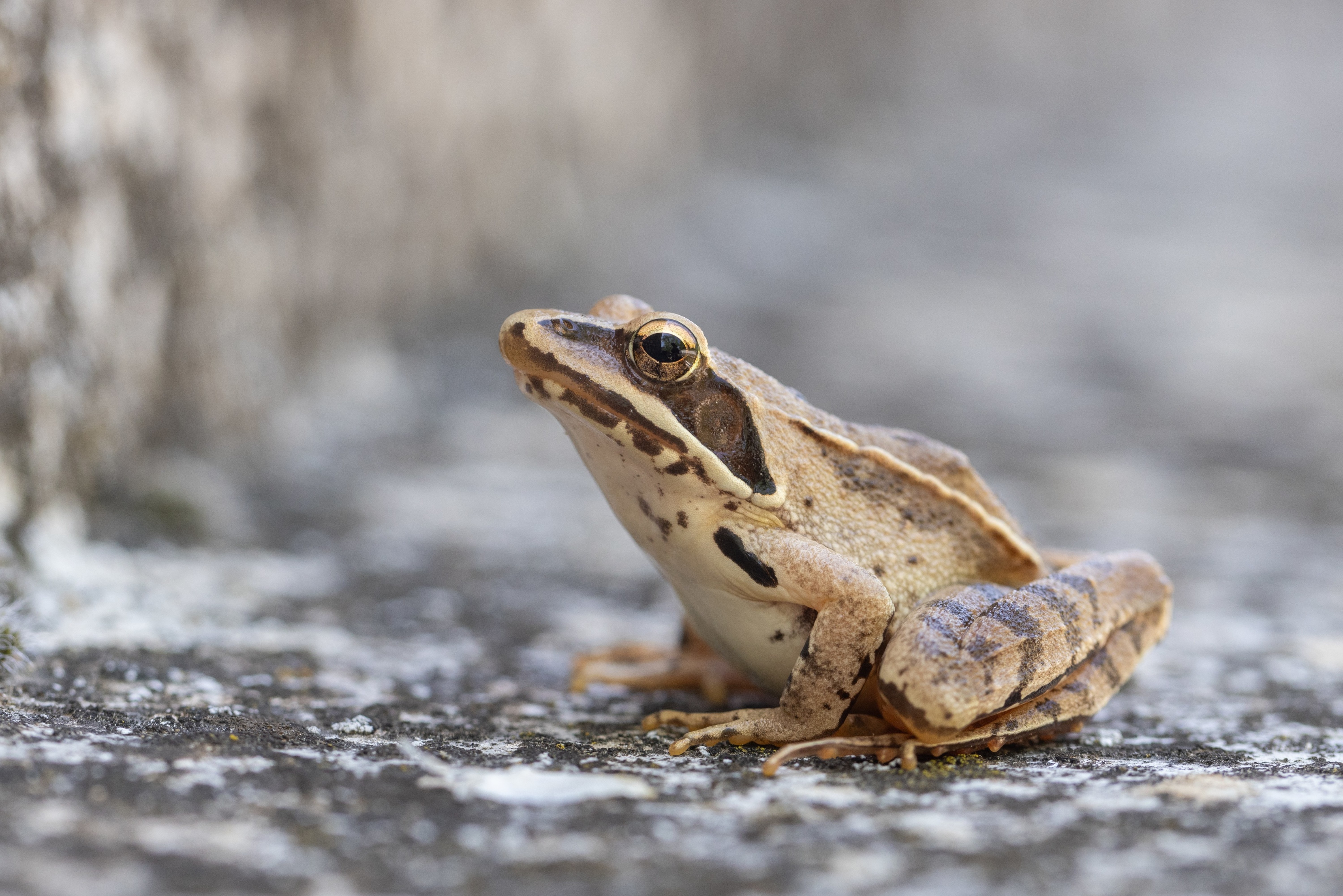 Agile Frog