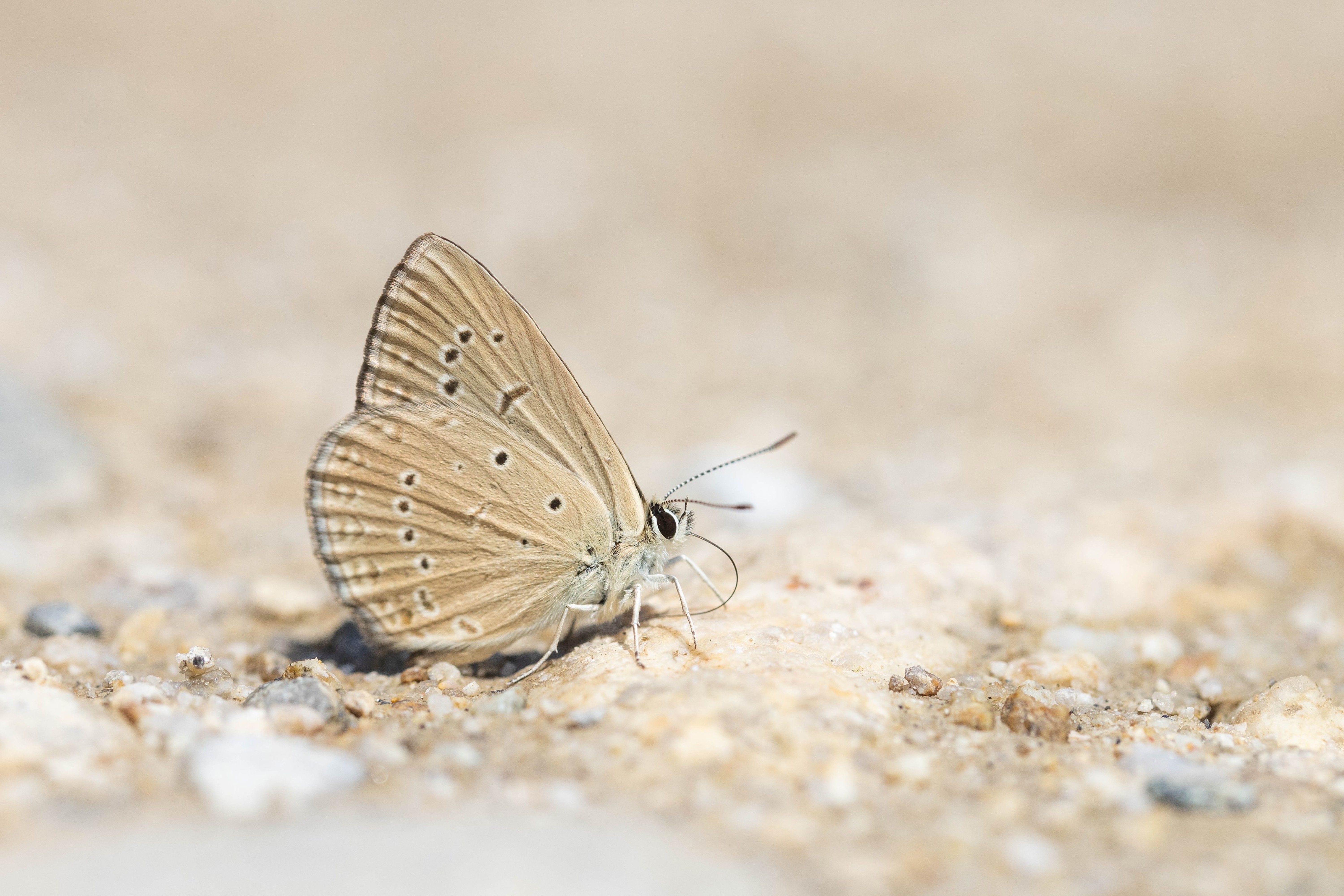 Anomalous Blue