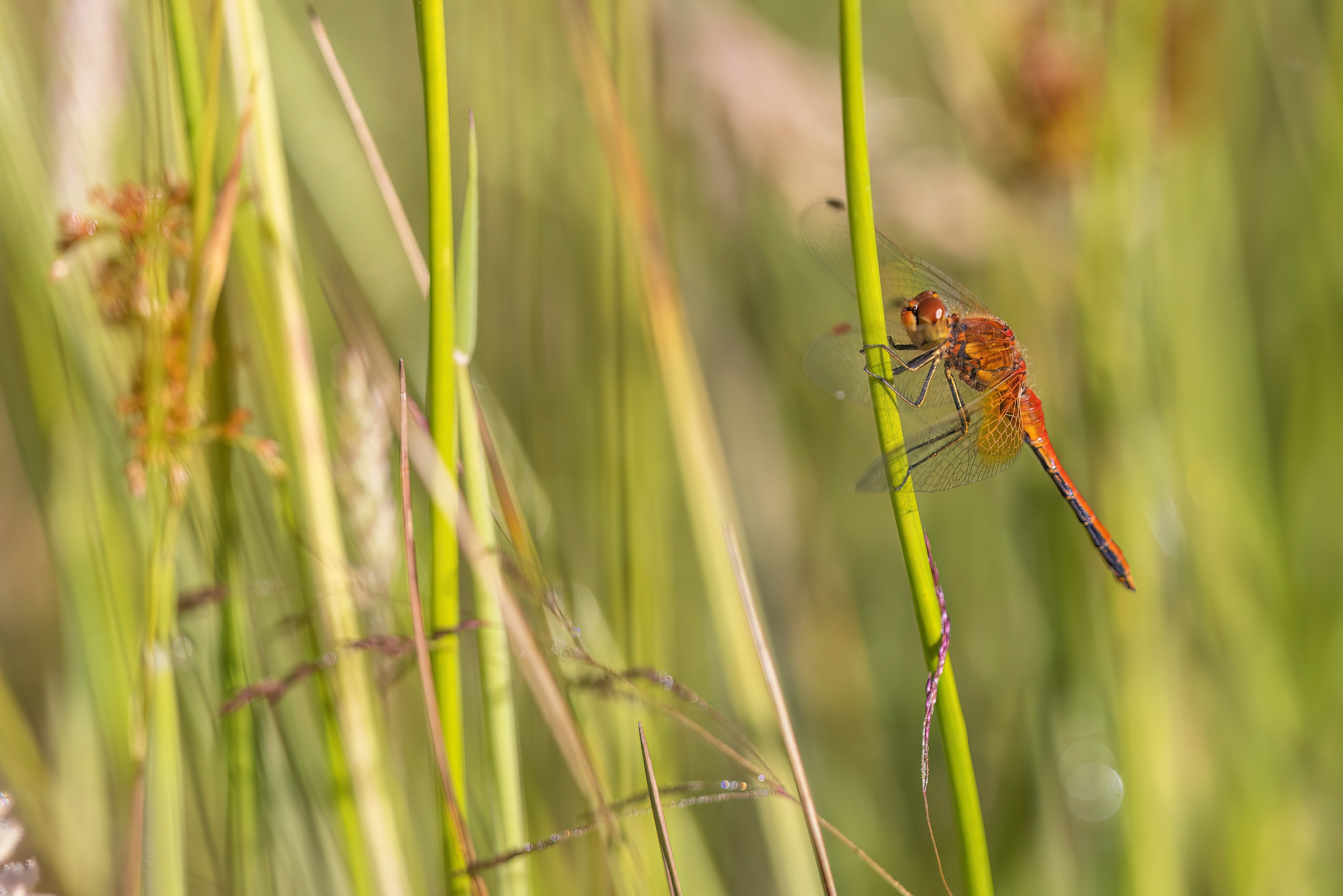 Yellow-winged Darter