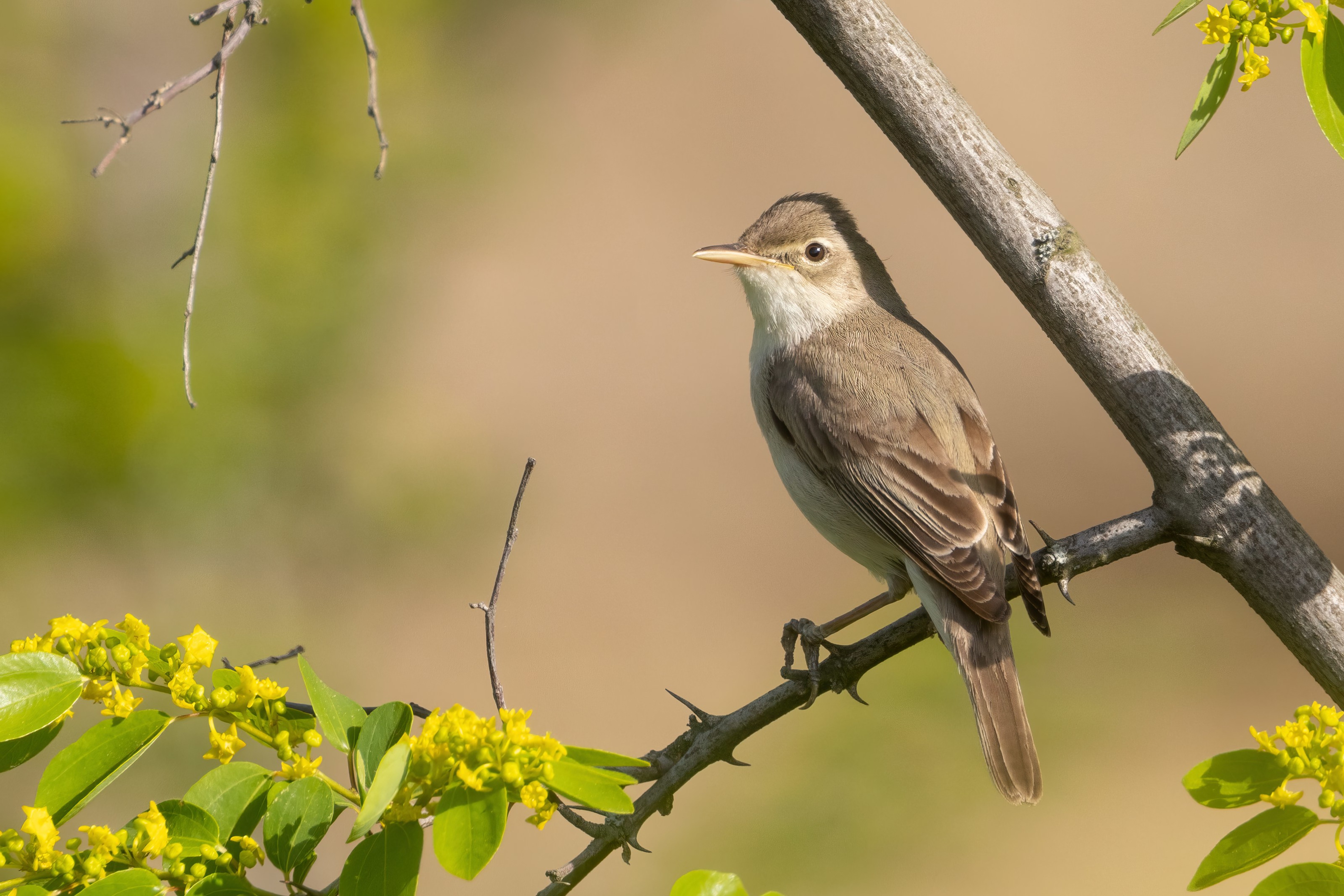 Eastern Olivaceous Warbler - Eastern Rodopi, Bulgaria 