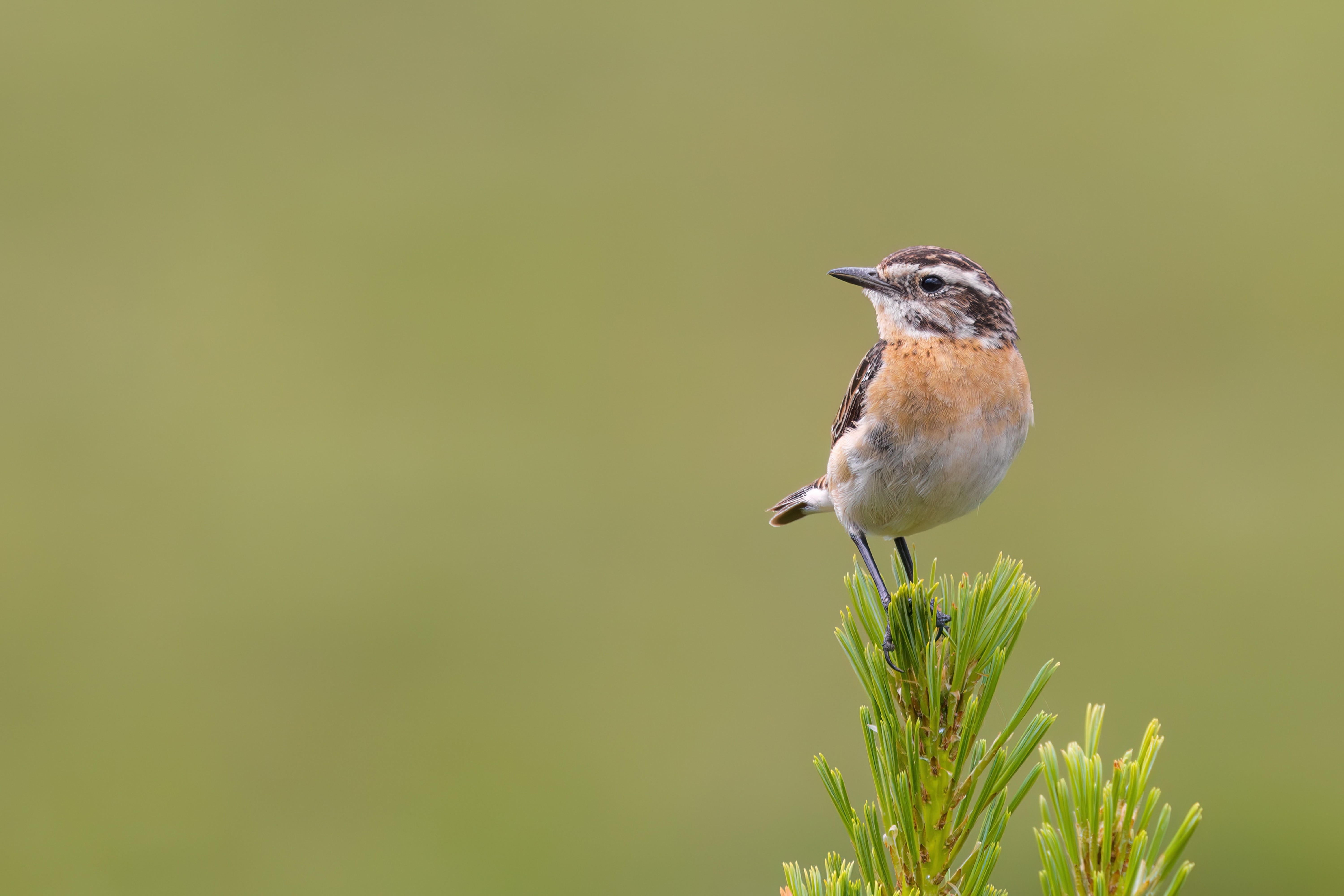 Whinchat