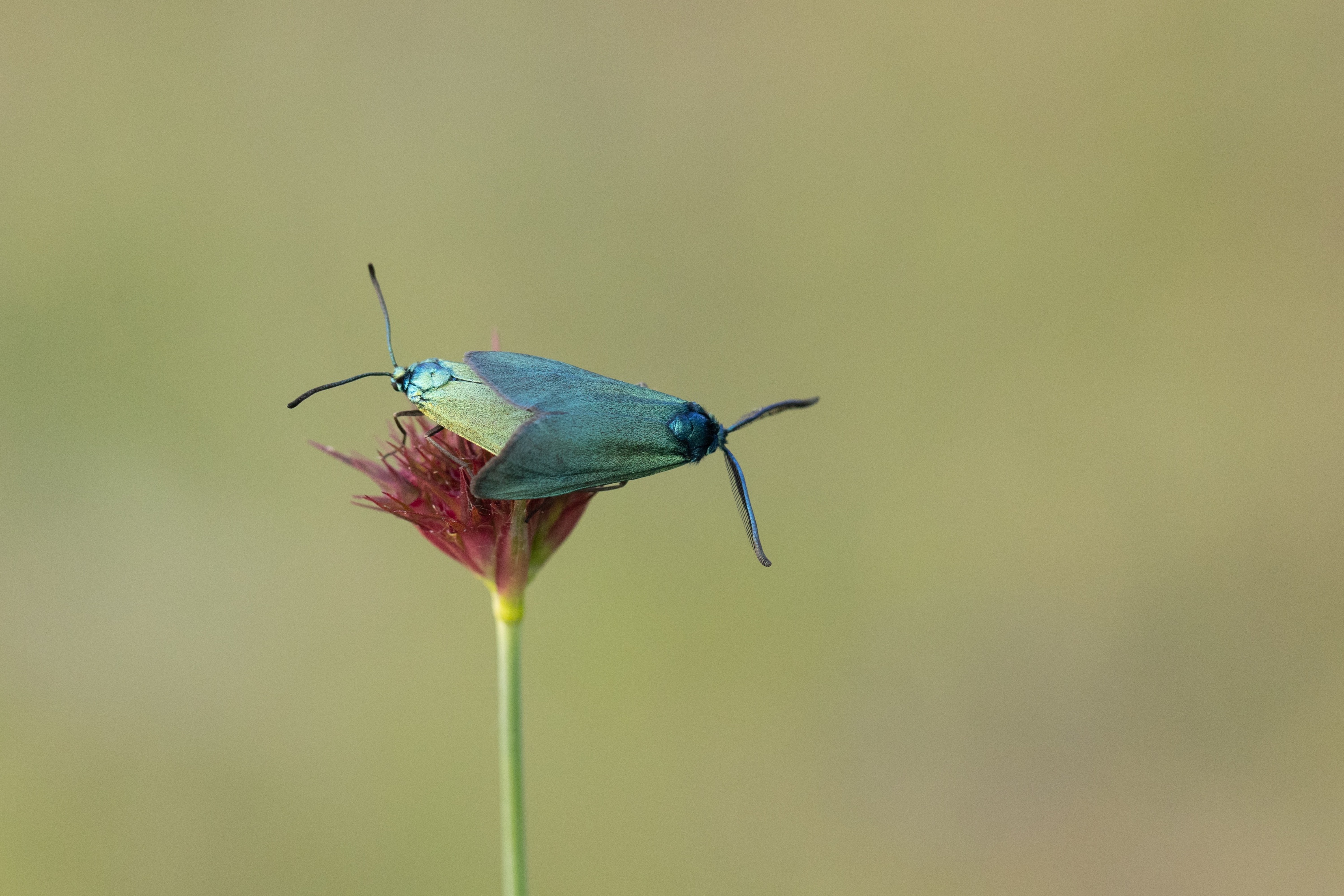 Forester Moth
