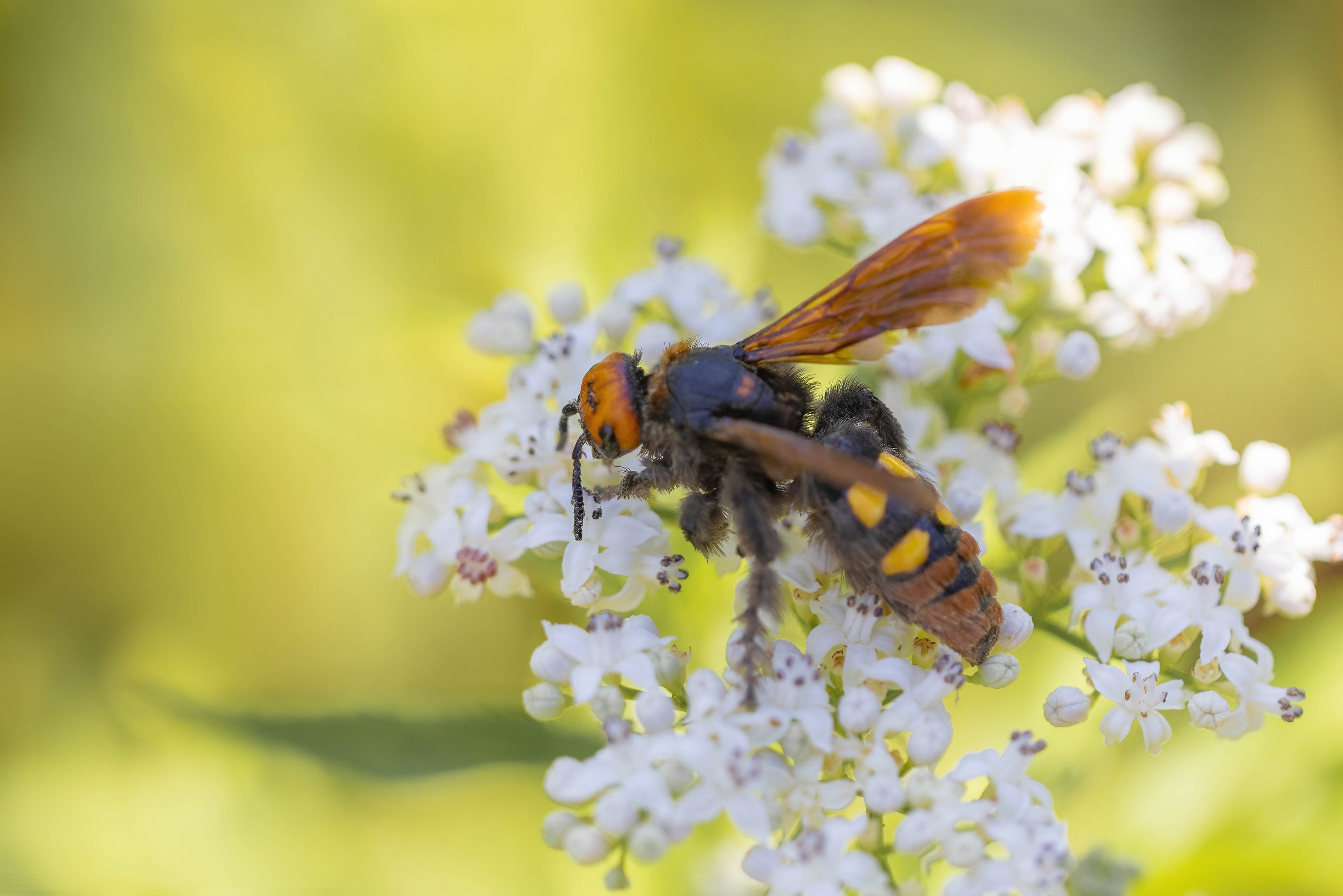 Mammoth Wasp