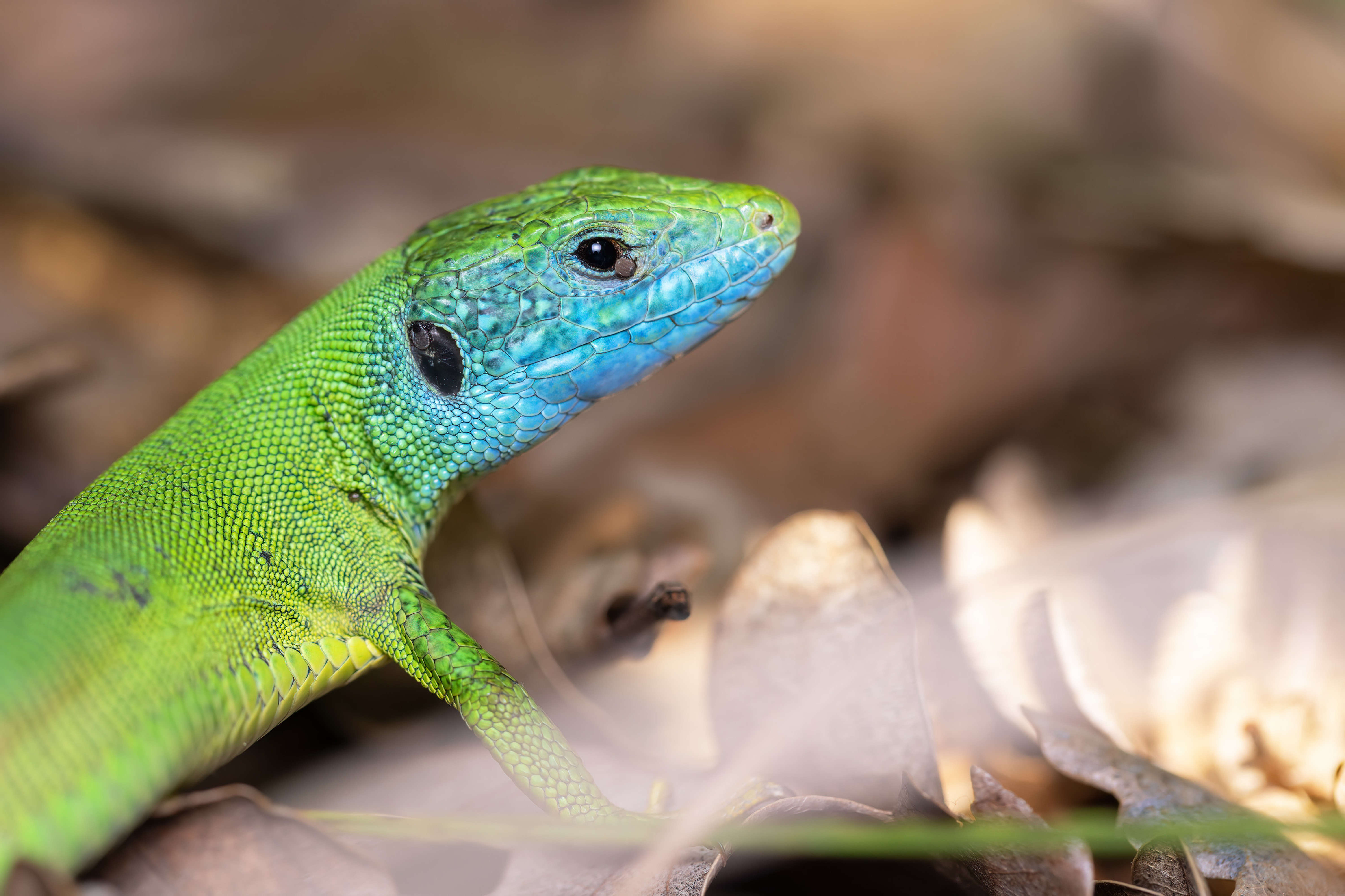 Male Eastern Green Lizard (Lacerta viridis) in Eastern Rodopi, Bulgaria