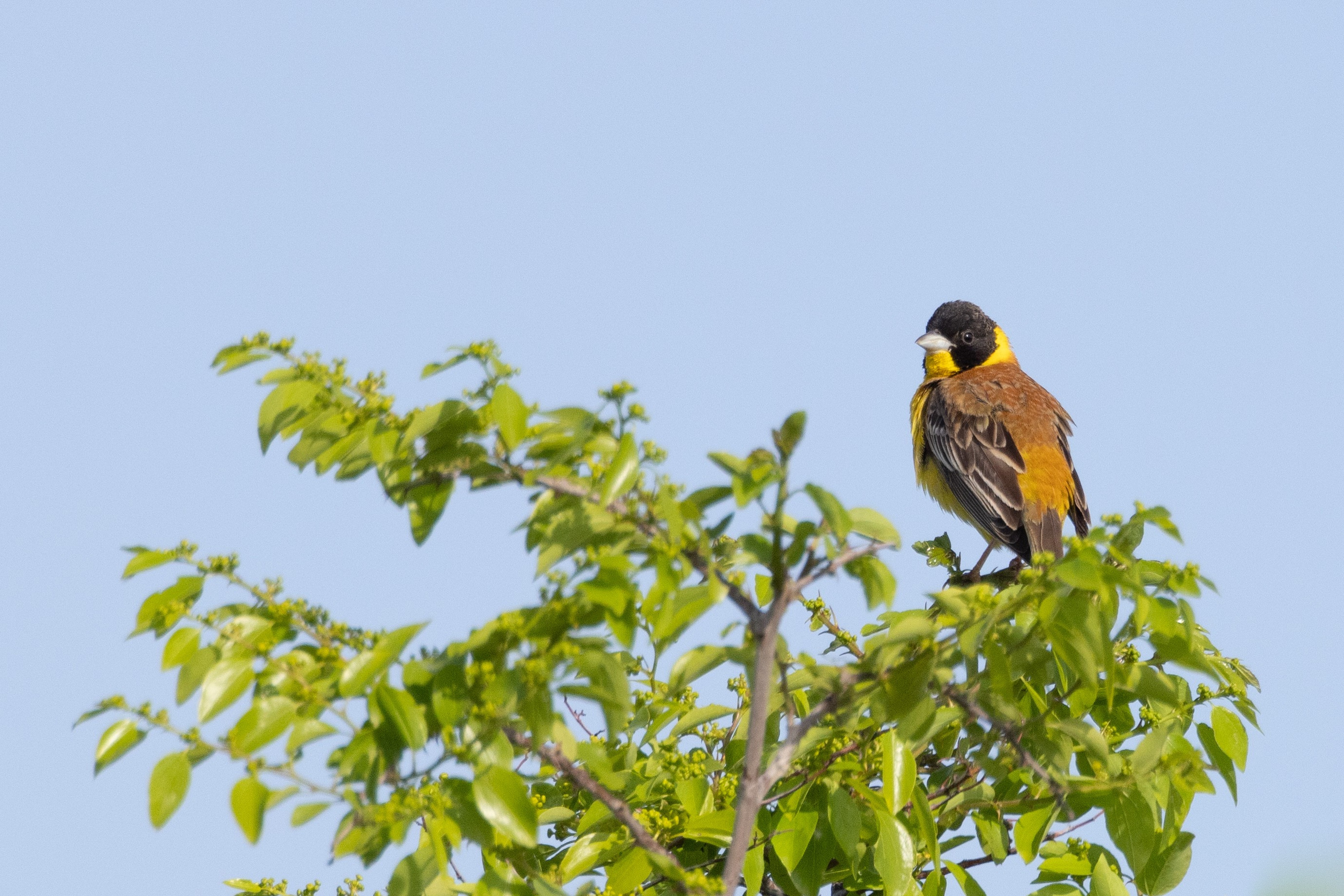Black-headed Bunting