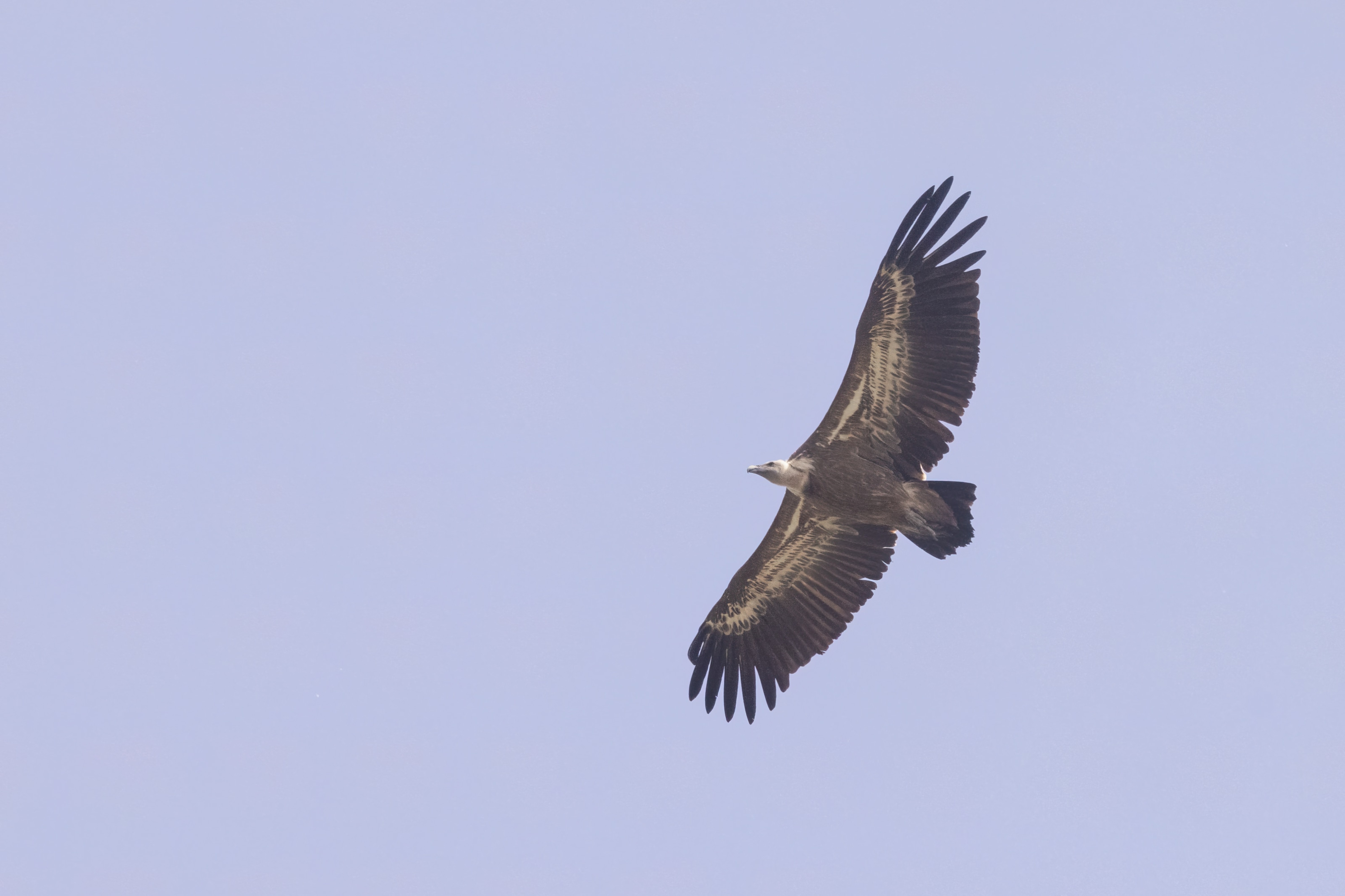 Griffon Vulture