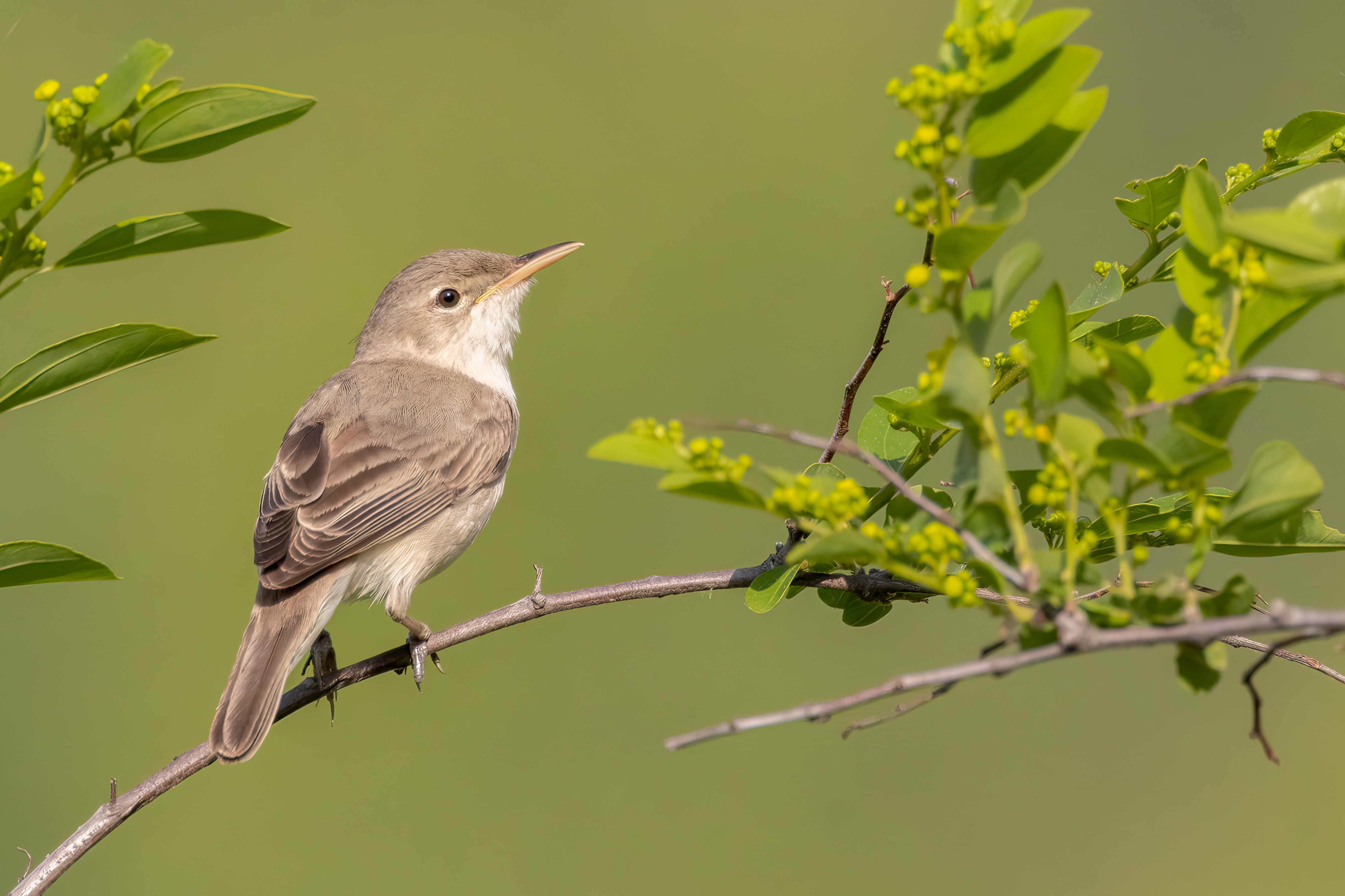 Eastern Olivaceous Warbler - Eastern Rodopi, Bulgaria 