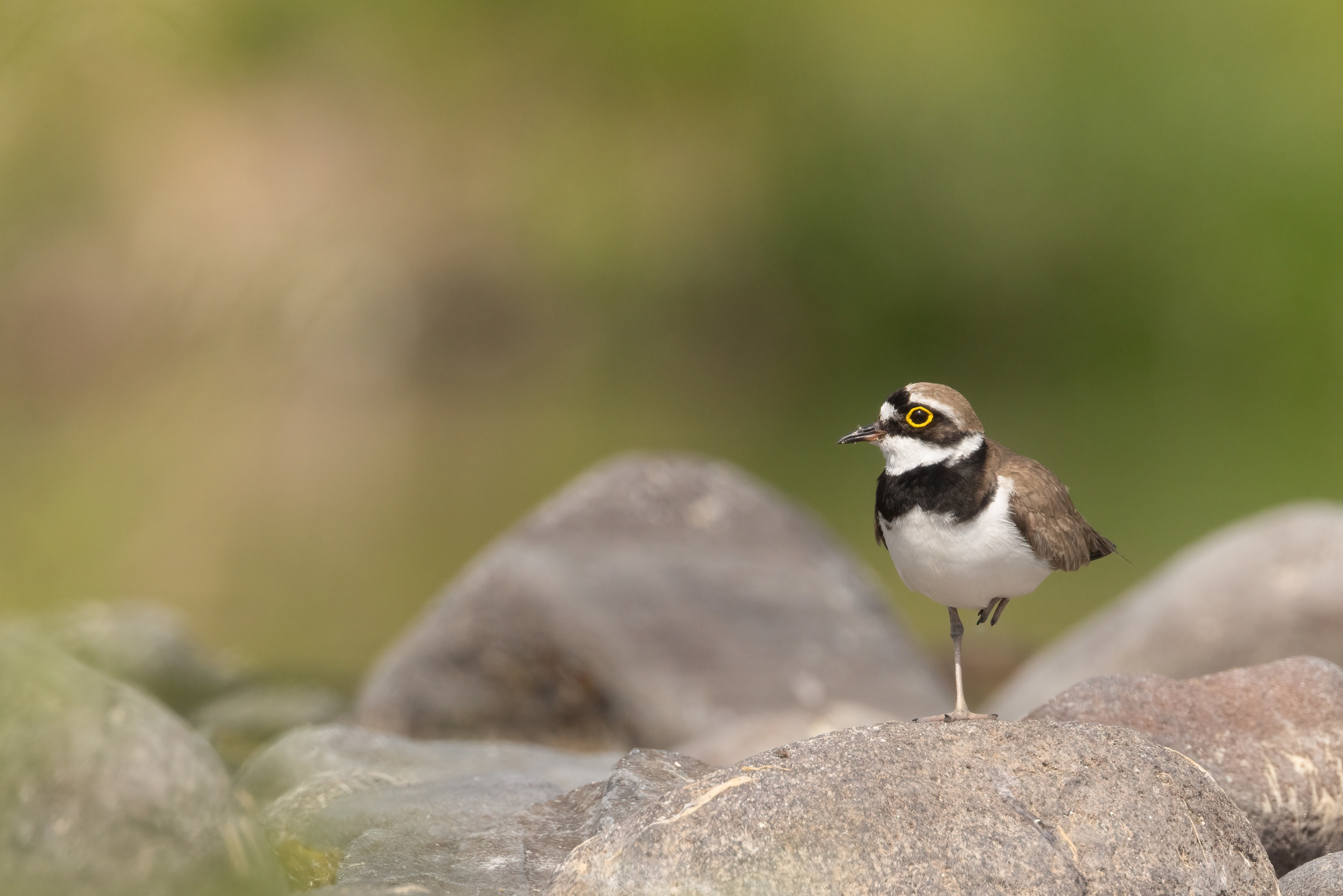 Little Ringed Plover