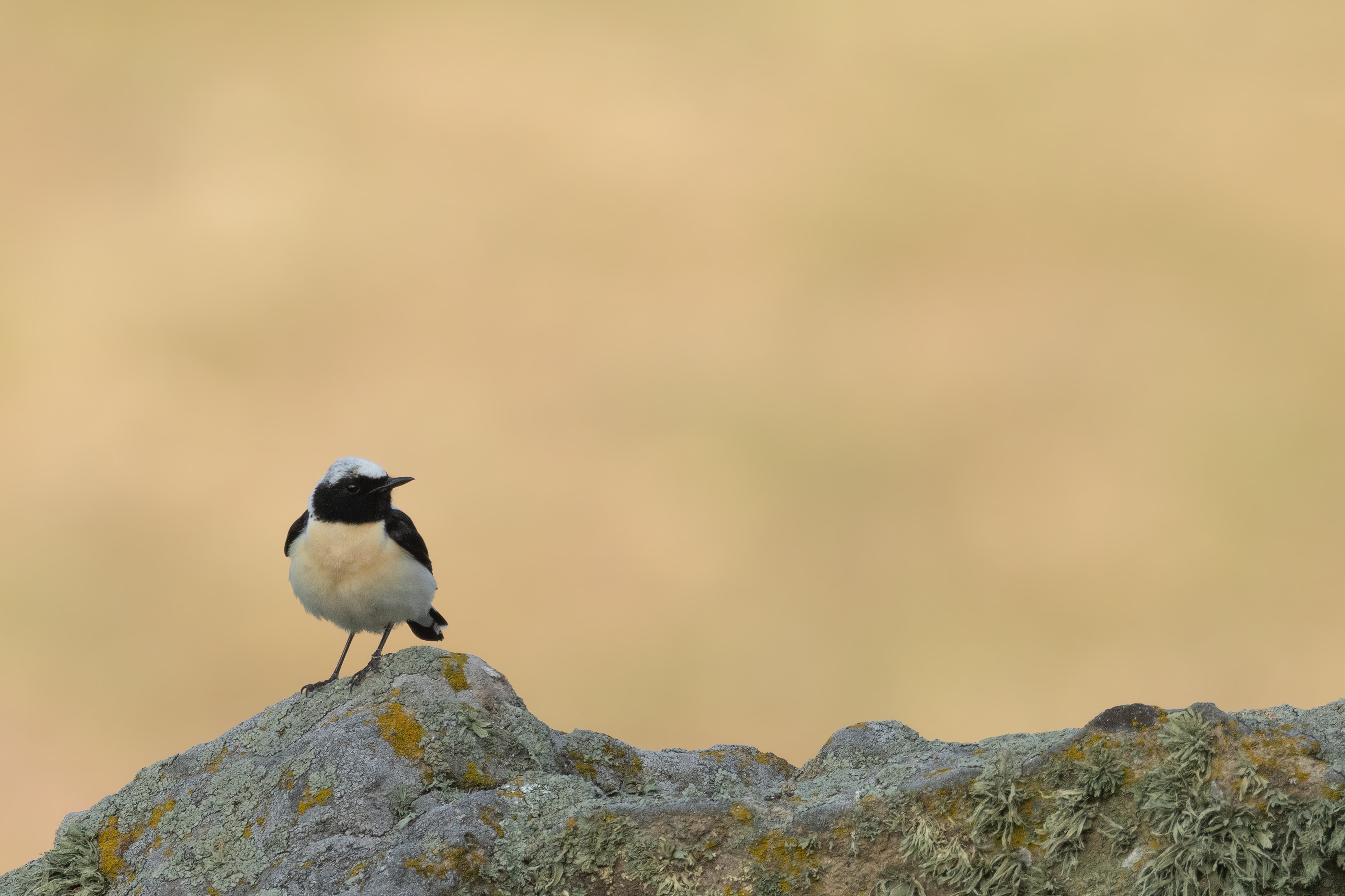 Eastern Black-eared Wheatear (male)