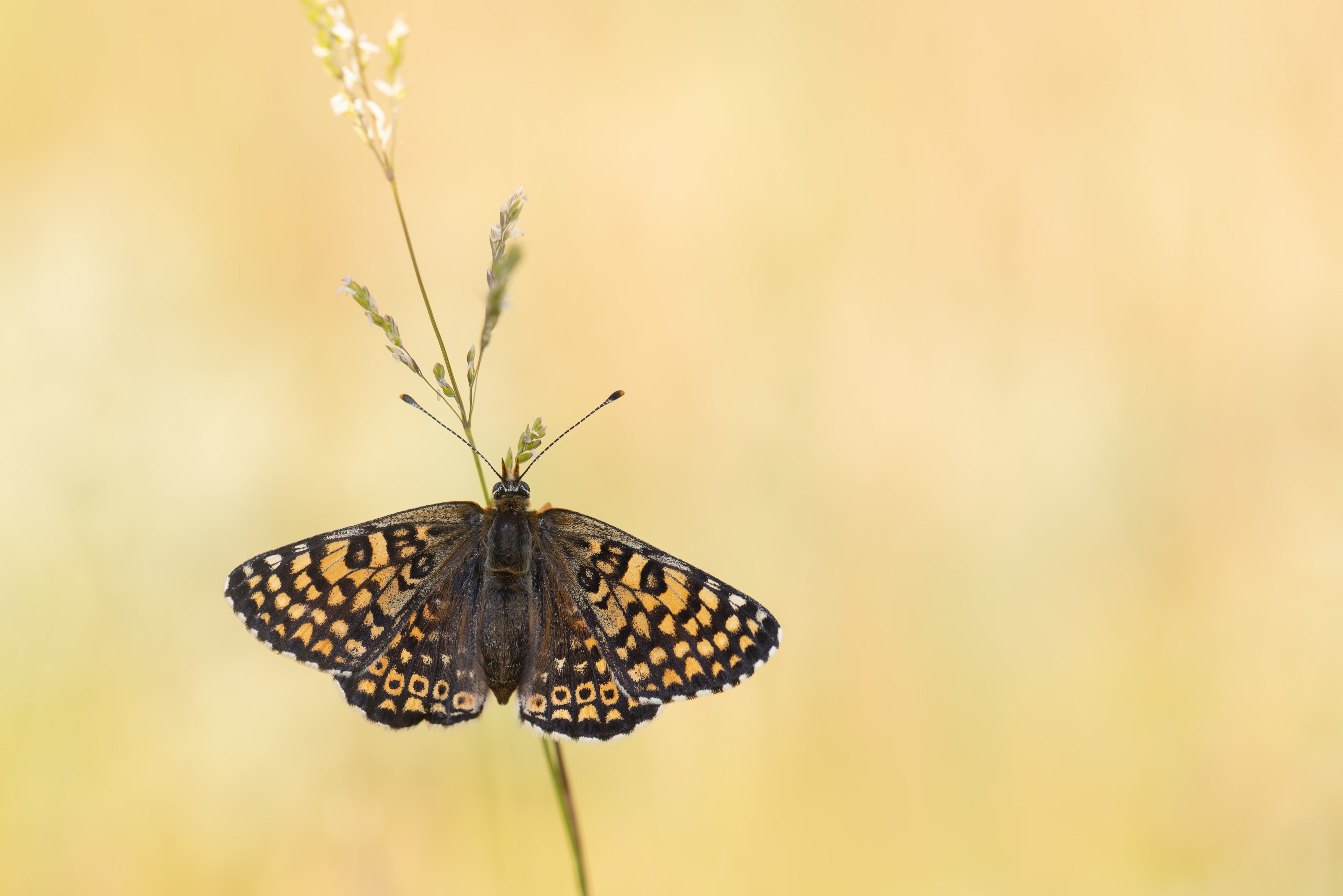 Glanville Fritillary (Melitaea cinxia) upperside in Eastern Rodopi, Bulgaria
