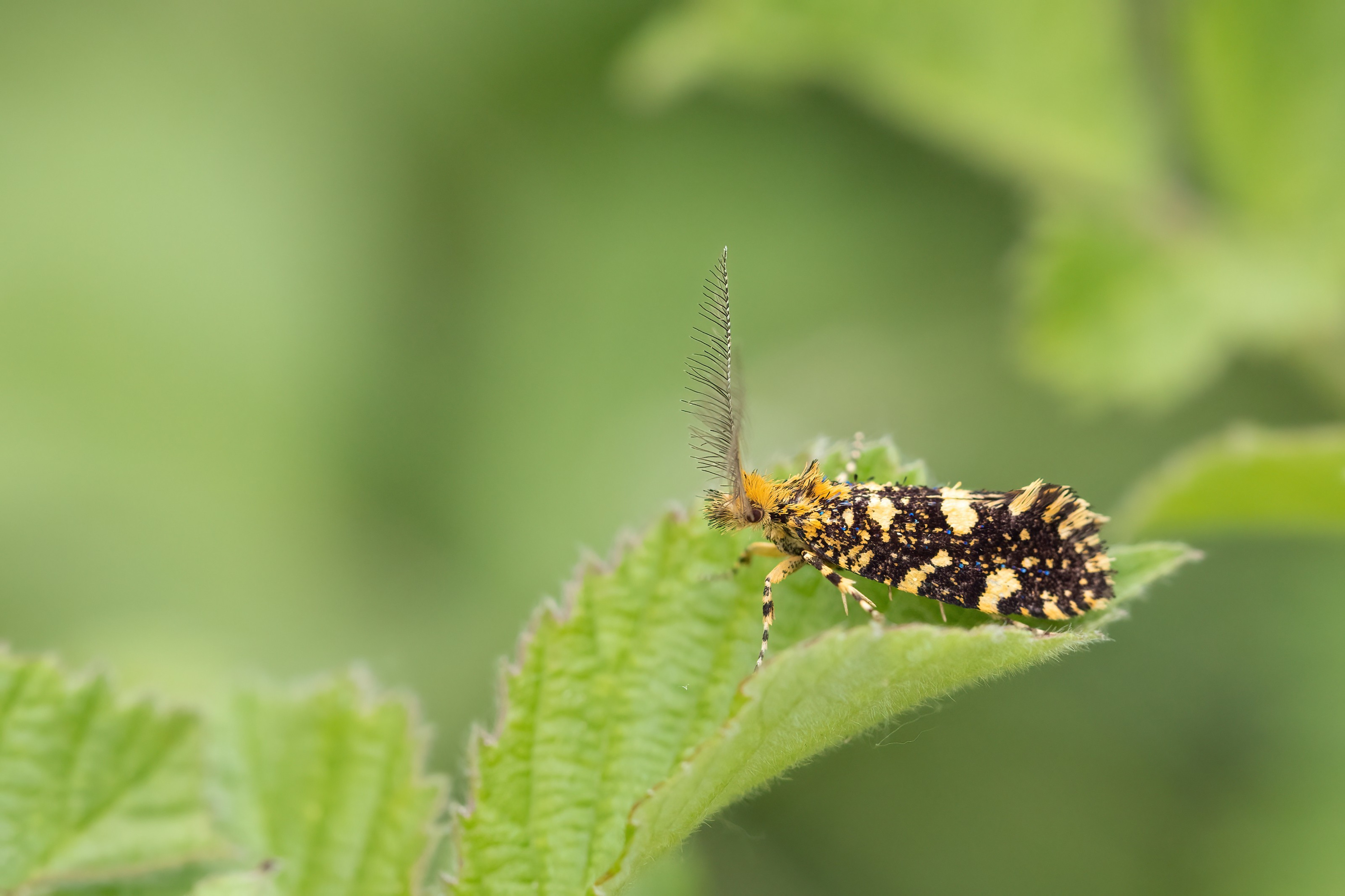 Euplocamus ophisa (Tineidae) in Bulgaria
