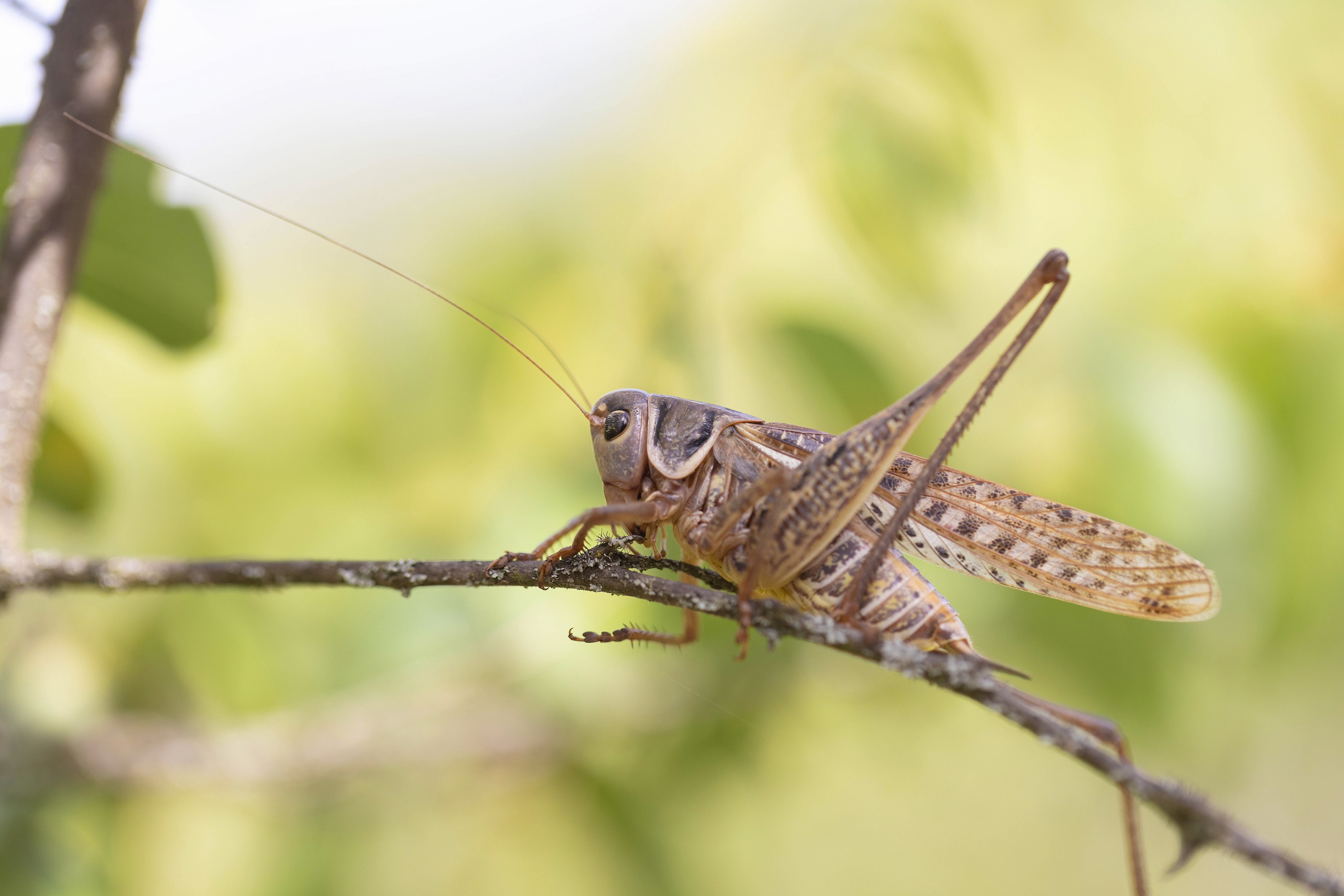 White-faced Bush Cricket (Decticus albifrons)