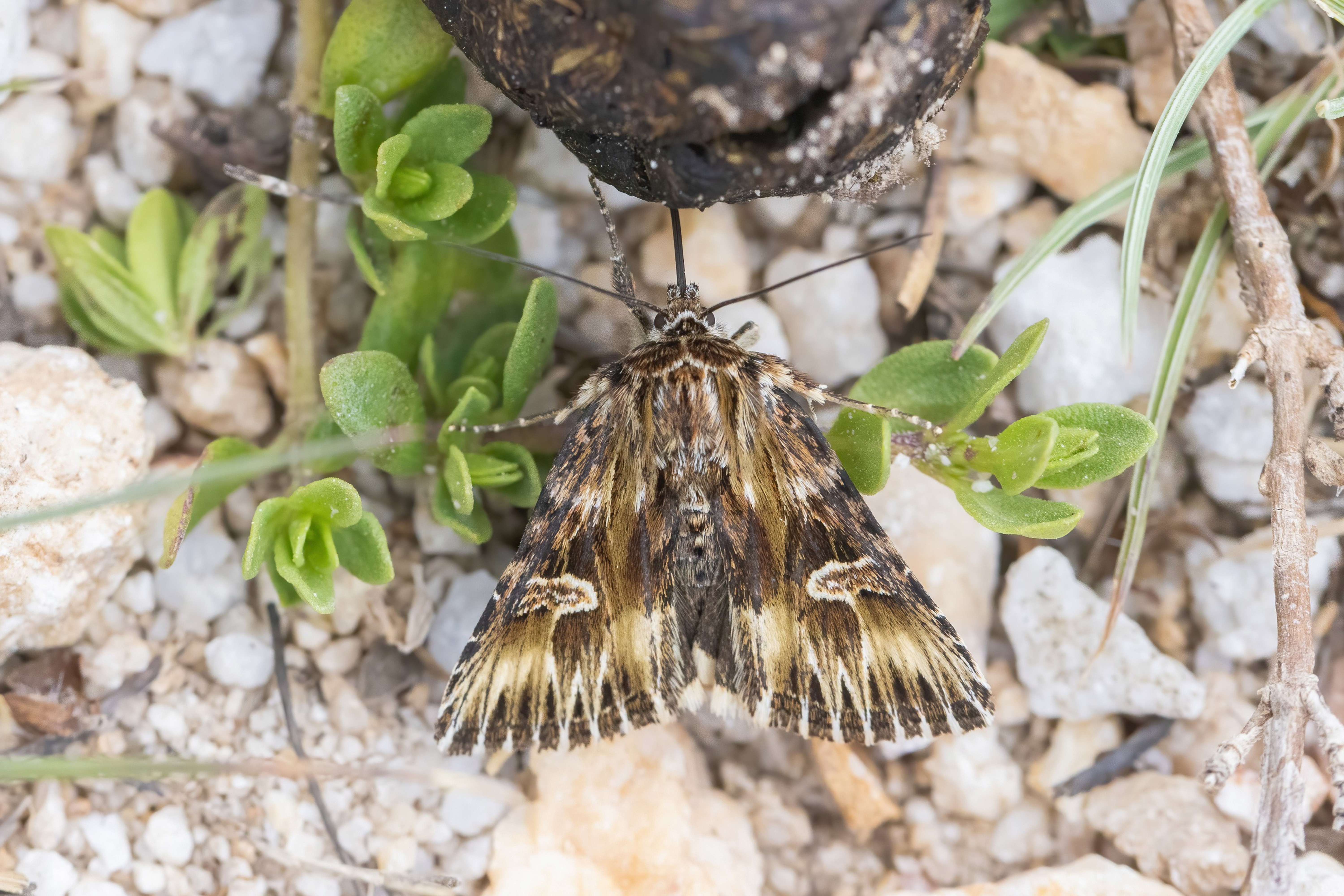 Actinotia radiosa