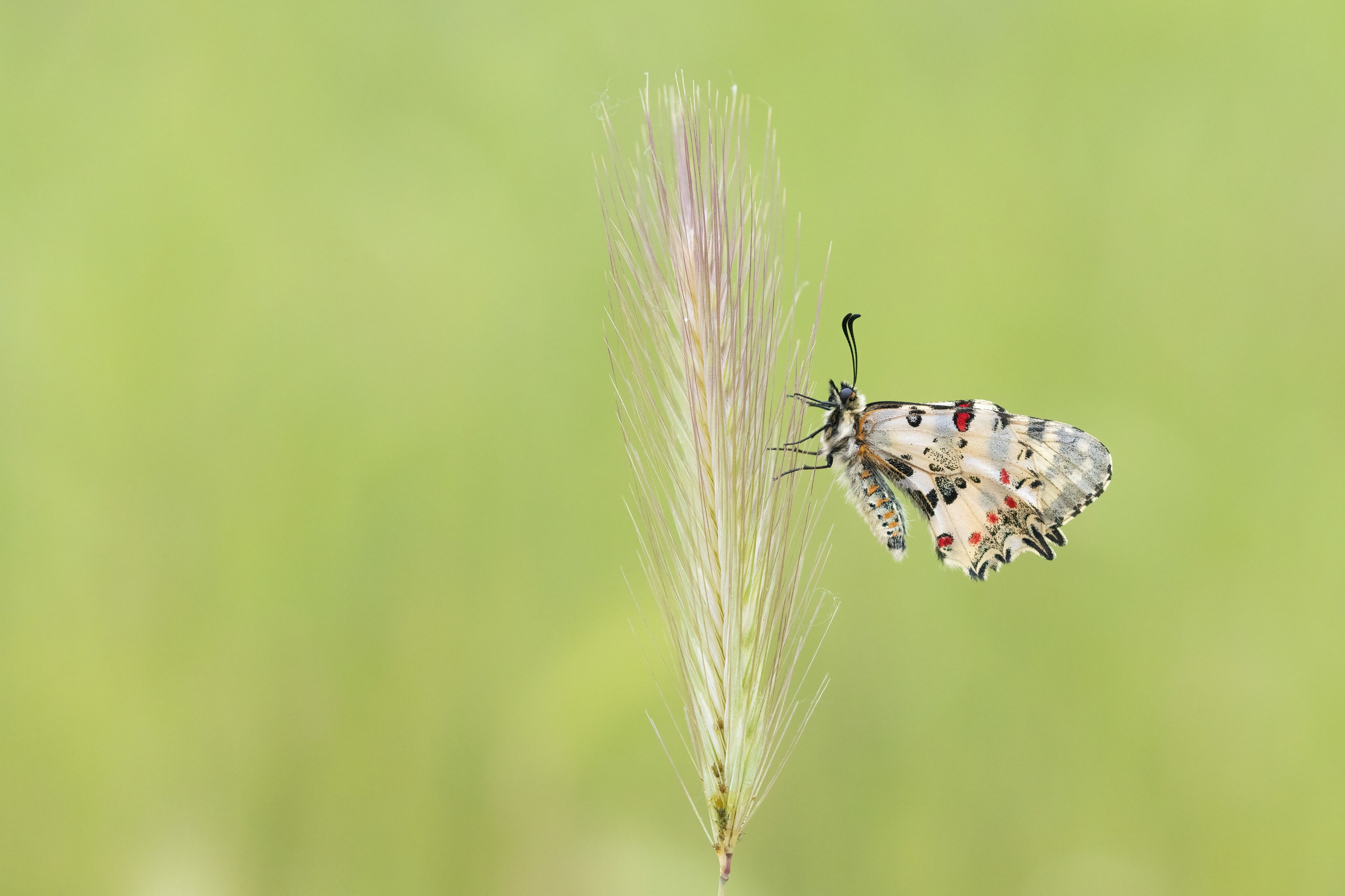 Eastern Festoon (Allancastria cerisyi) on a grass in the Eastern Rodopi mountains of Bulgaria