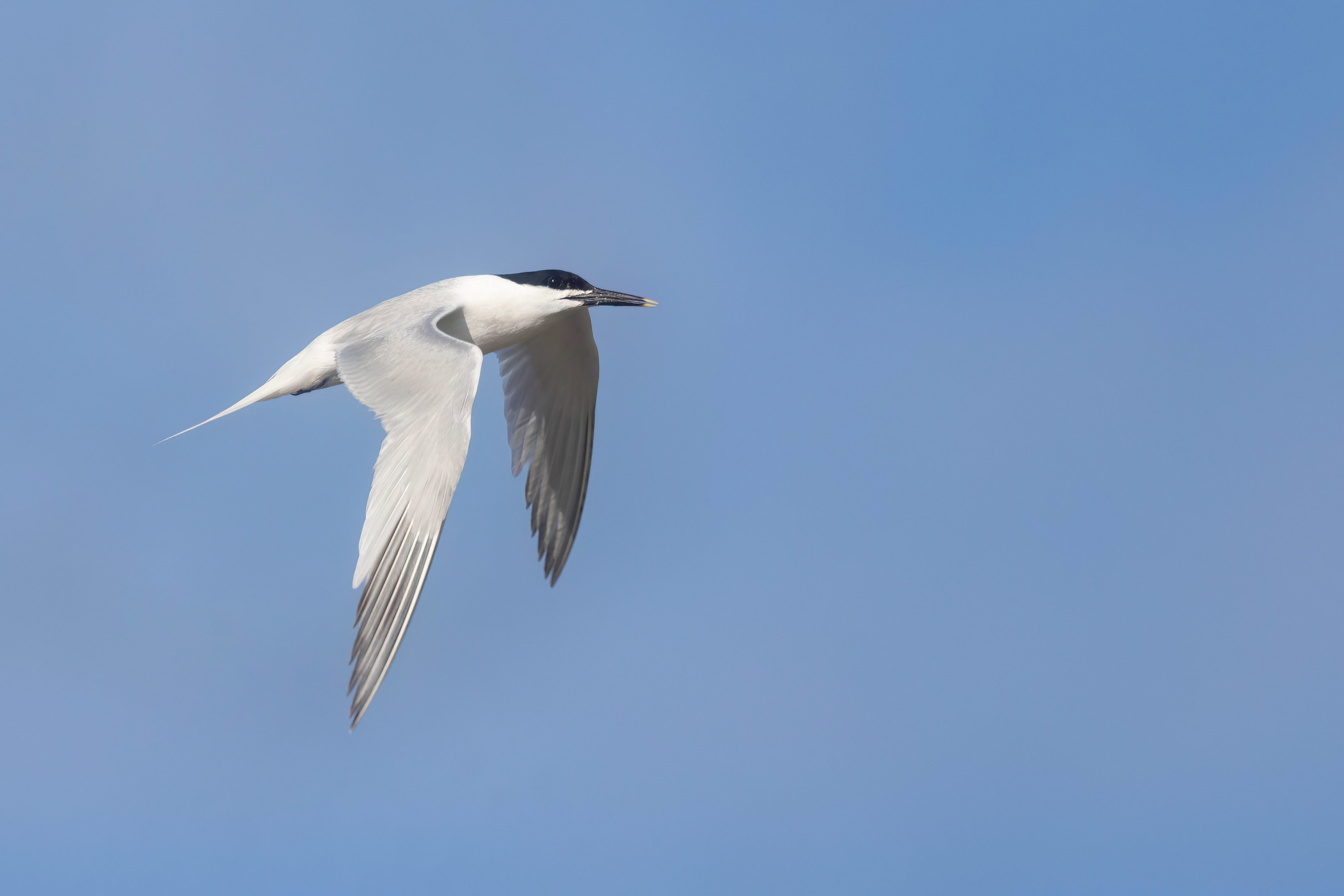 Sandwich Tern