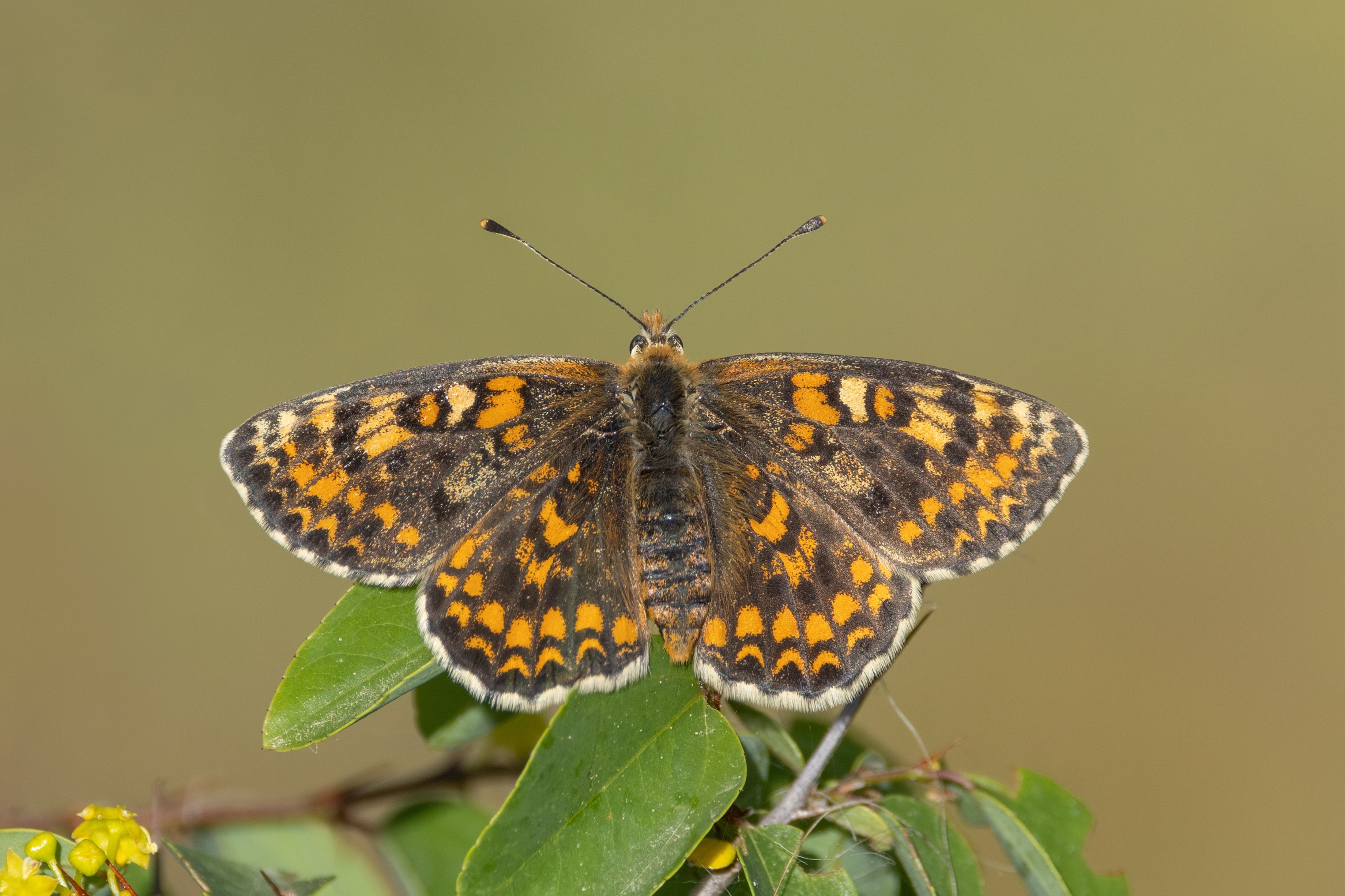 Lesser Spotted Fritillary
