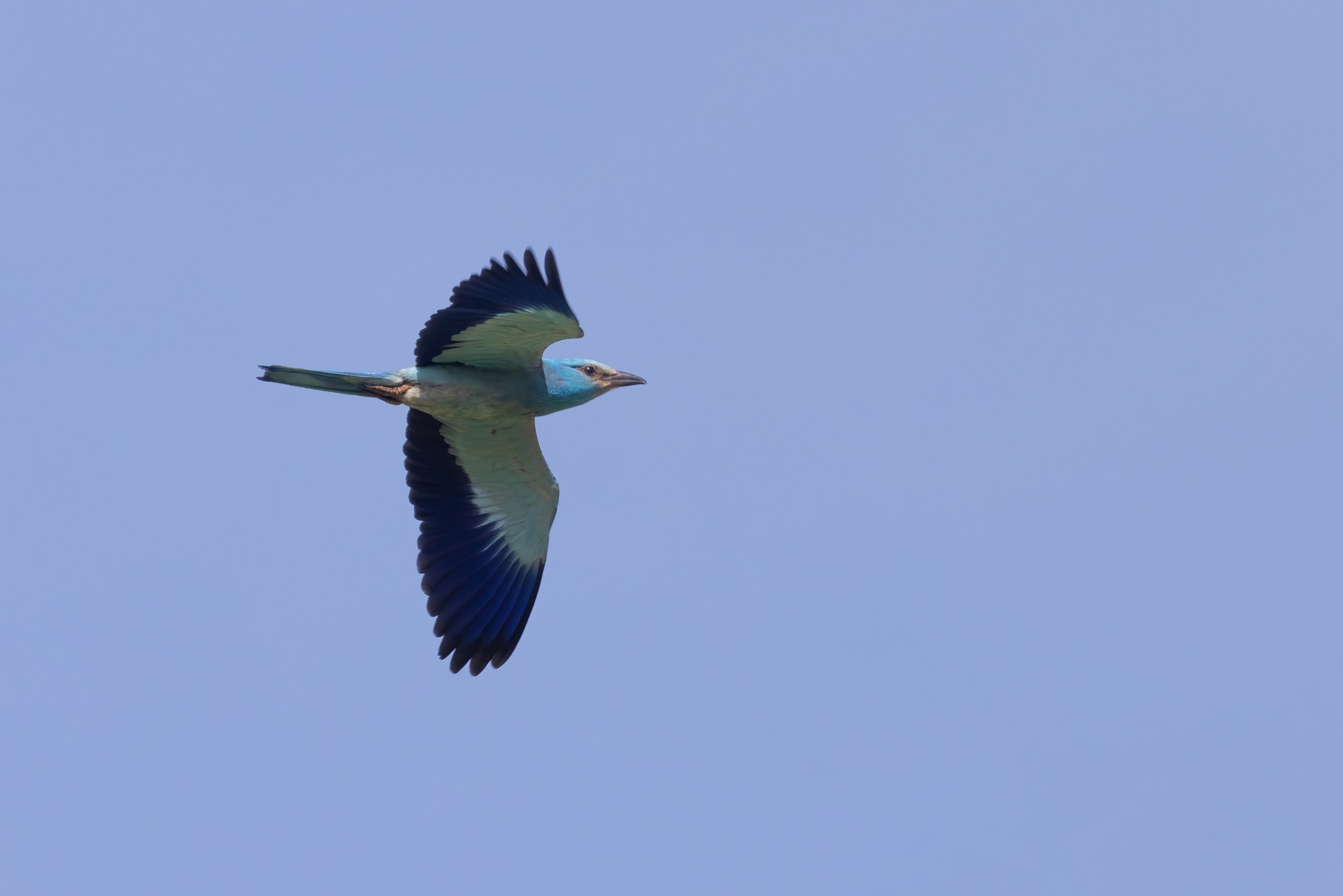 European Roller