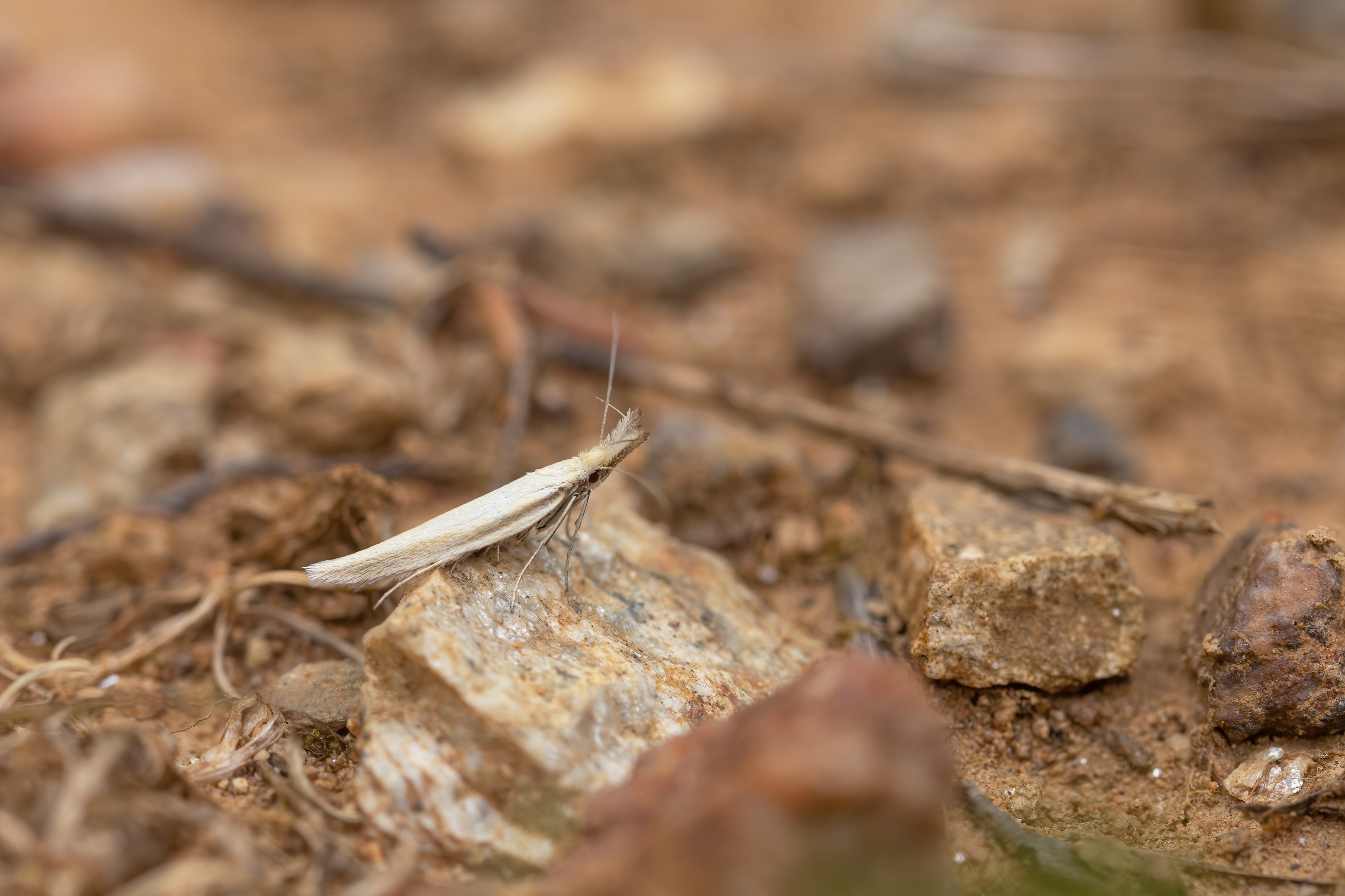 Dichomeris marginella (Juniper Webber) in Eastern Rodopi, Bulgaria