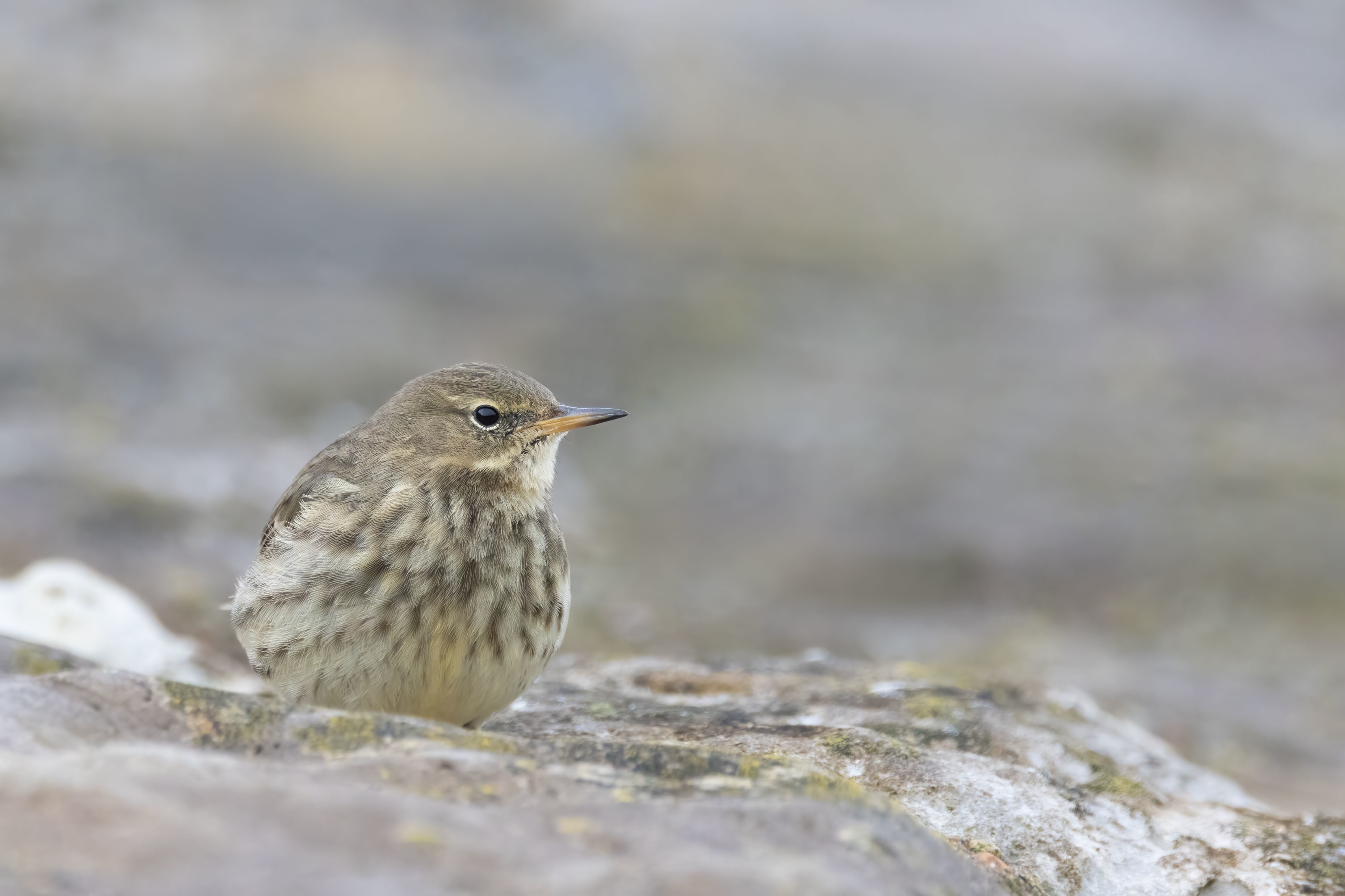 Rock Pipit at Reculver Towers (Kent)
