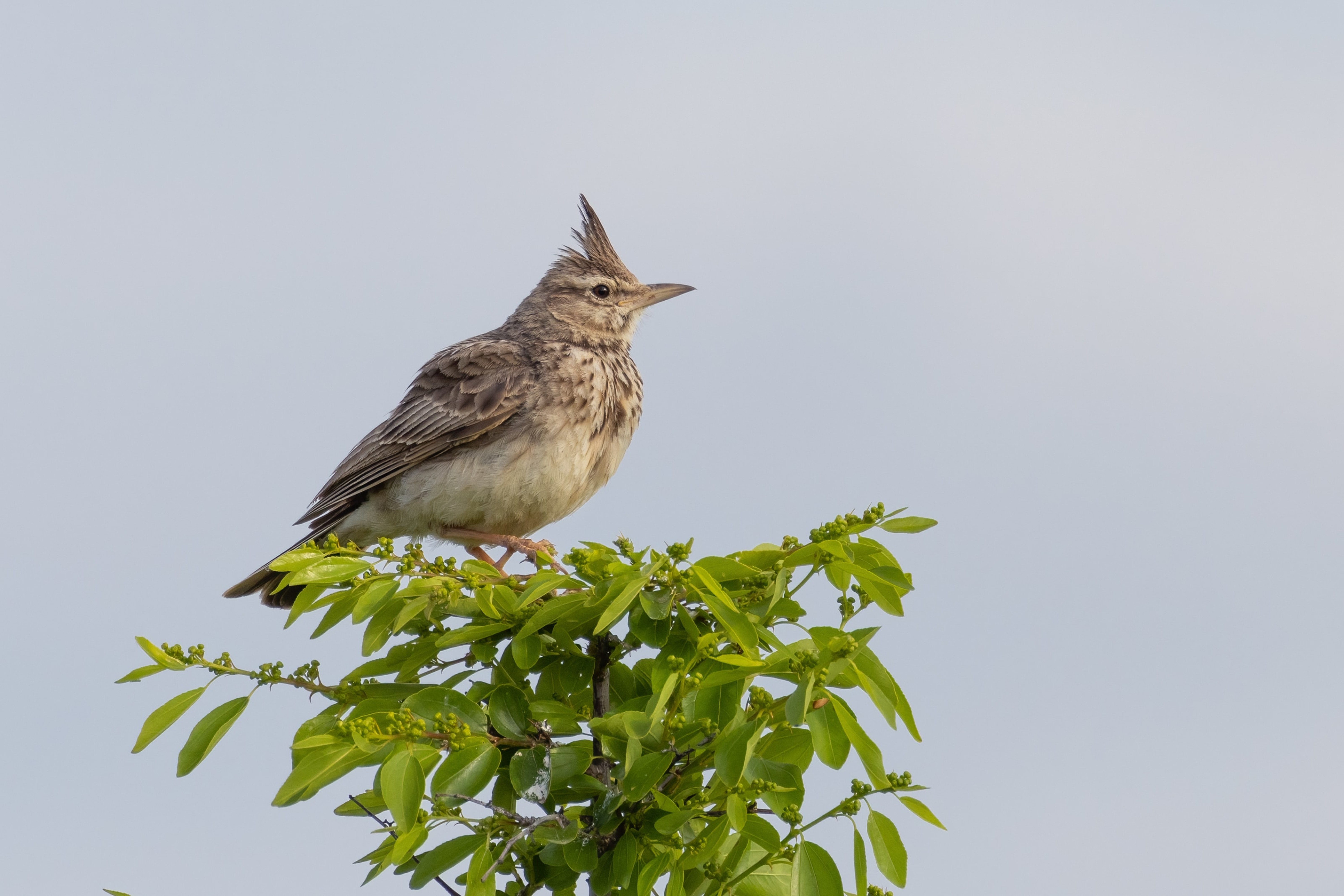 Crested Lark