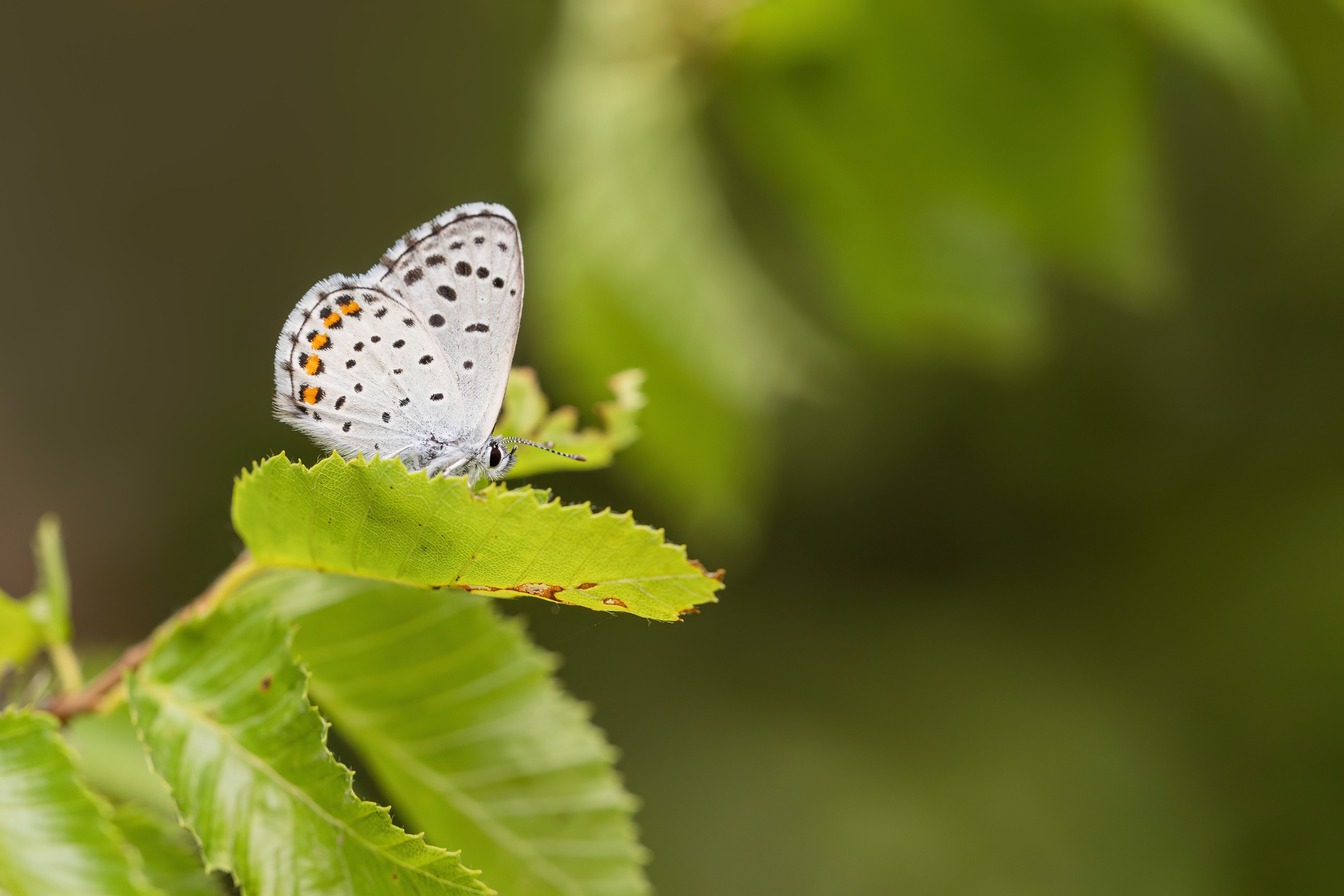Eastern Baton Blue