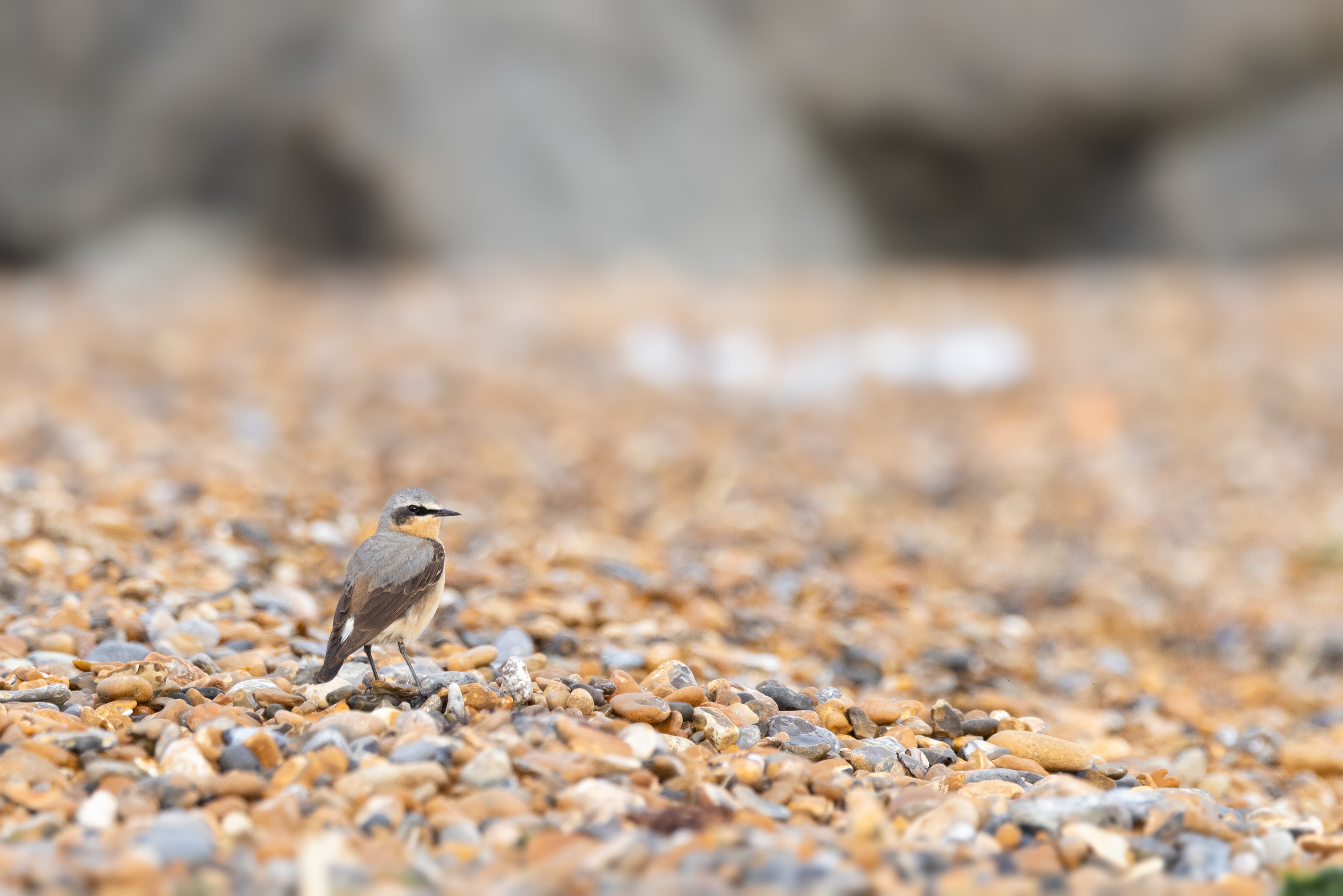 Northern Wheatear (Oenanthe oenanthe) at Reculver (Kent)