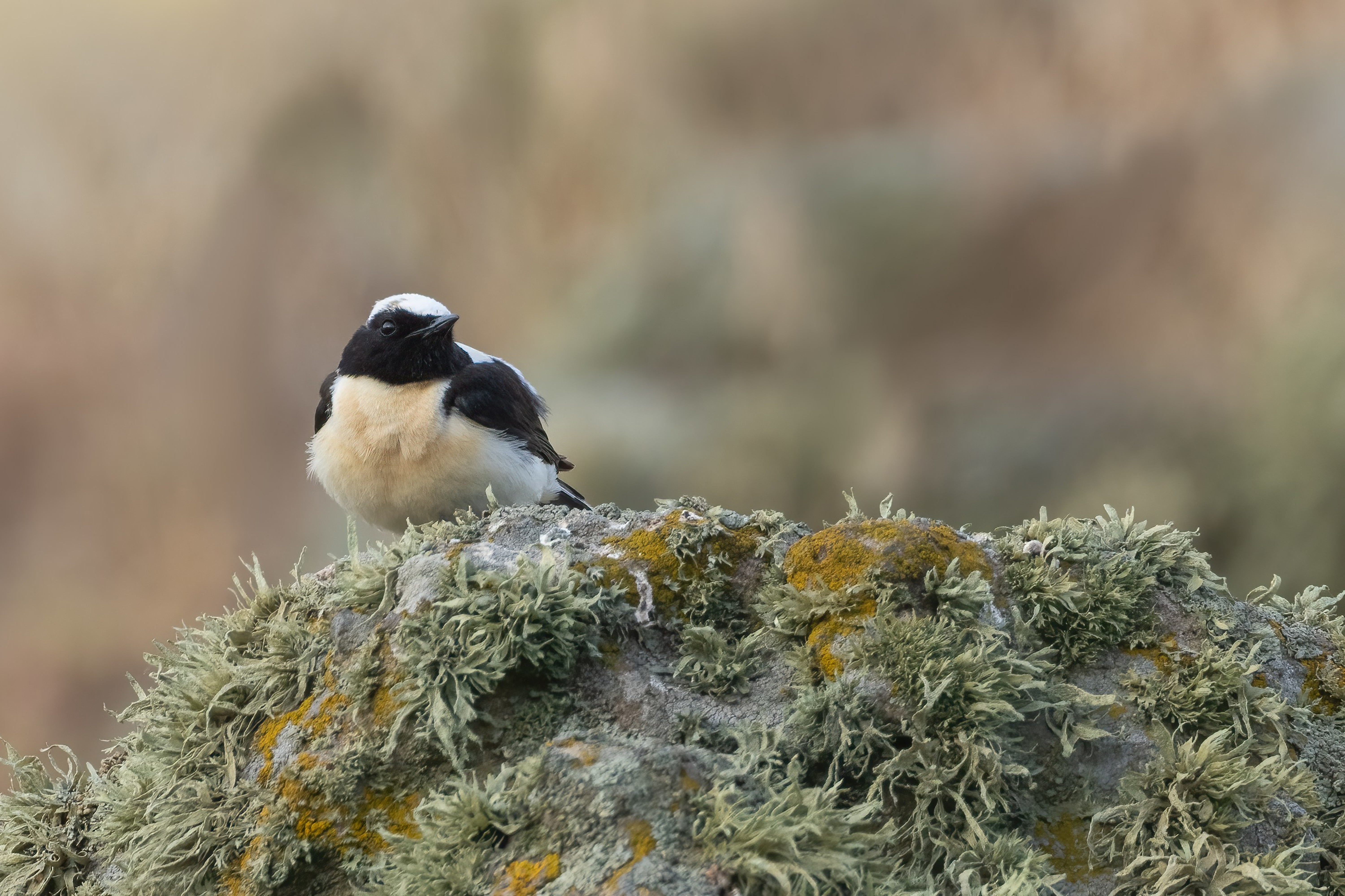 Eastern Black-eared Wheatear (male)