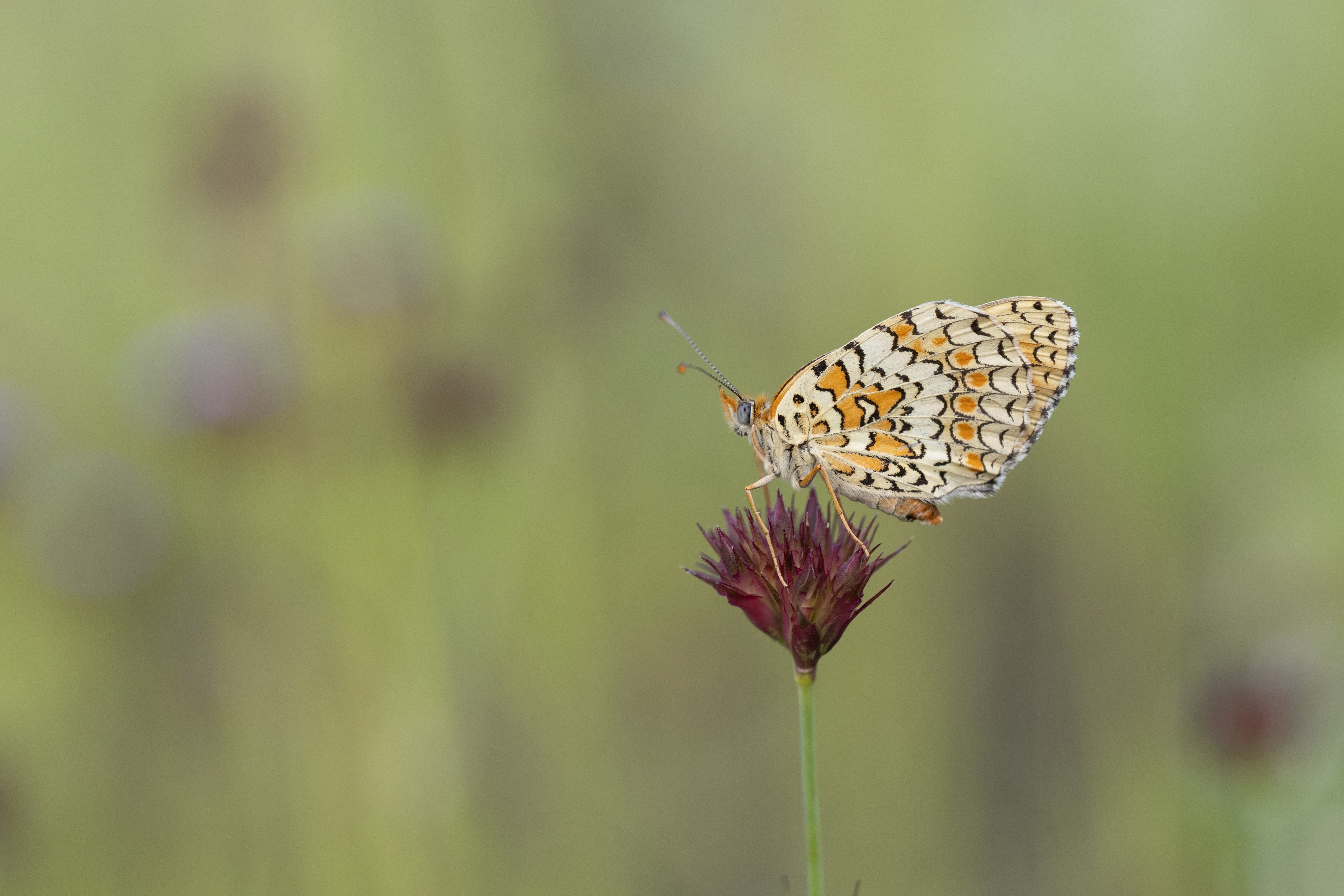 Knapweed Fritillary