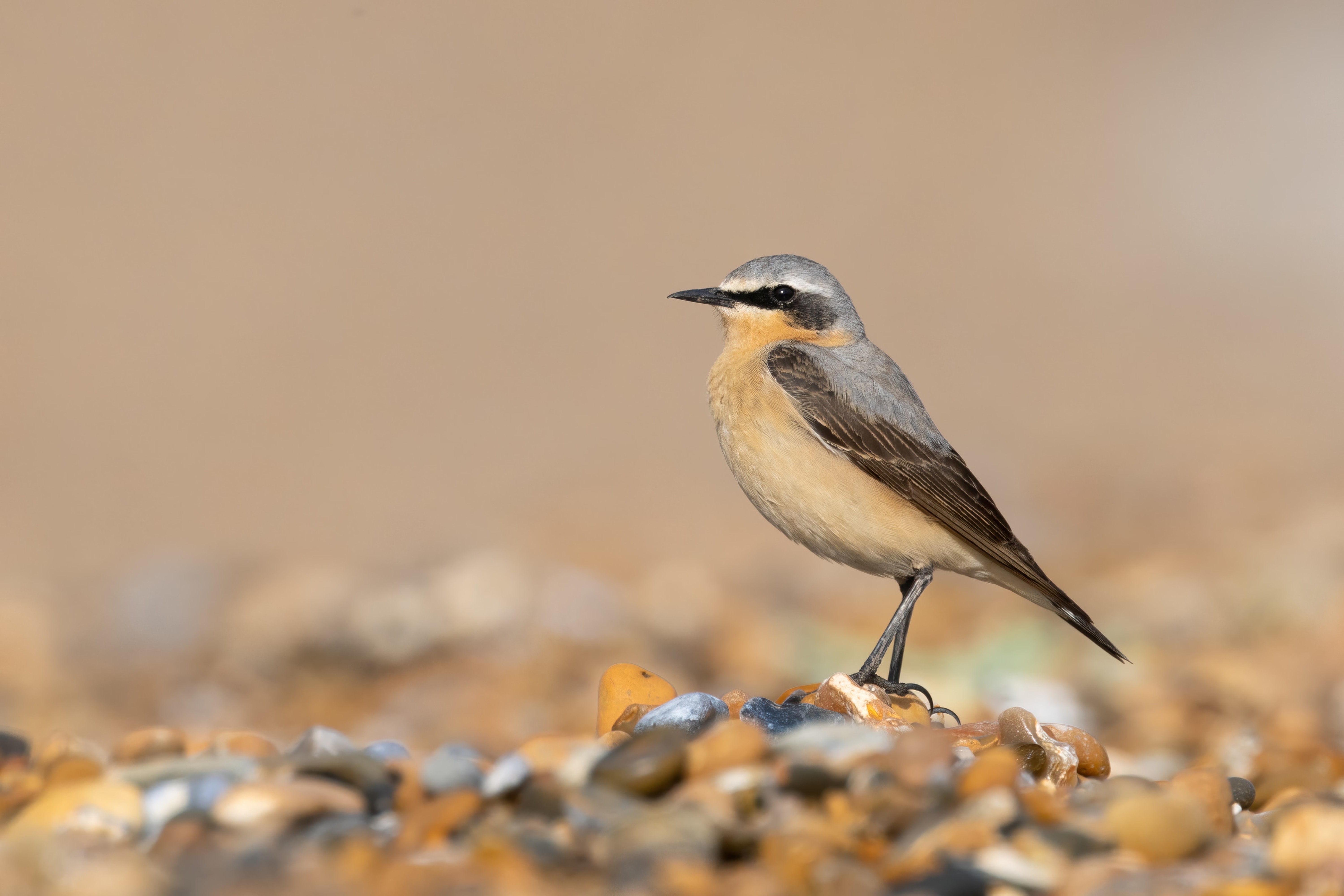 Northern Wheatear (Oenanthe oenanthe) at Reculver (Kent)