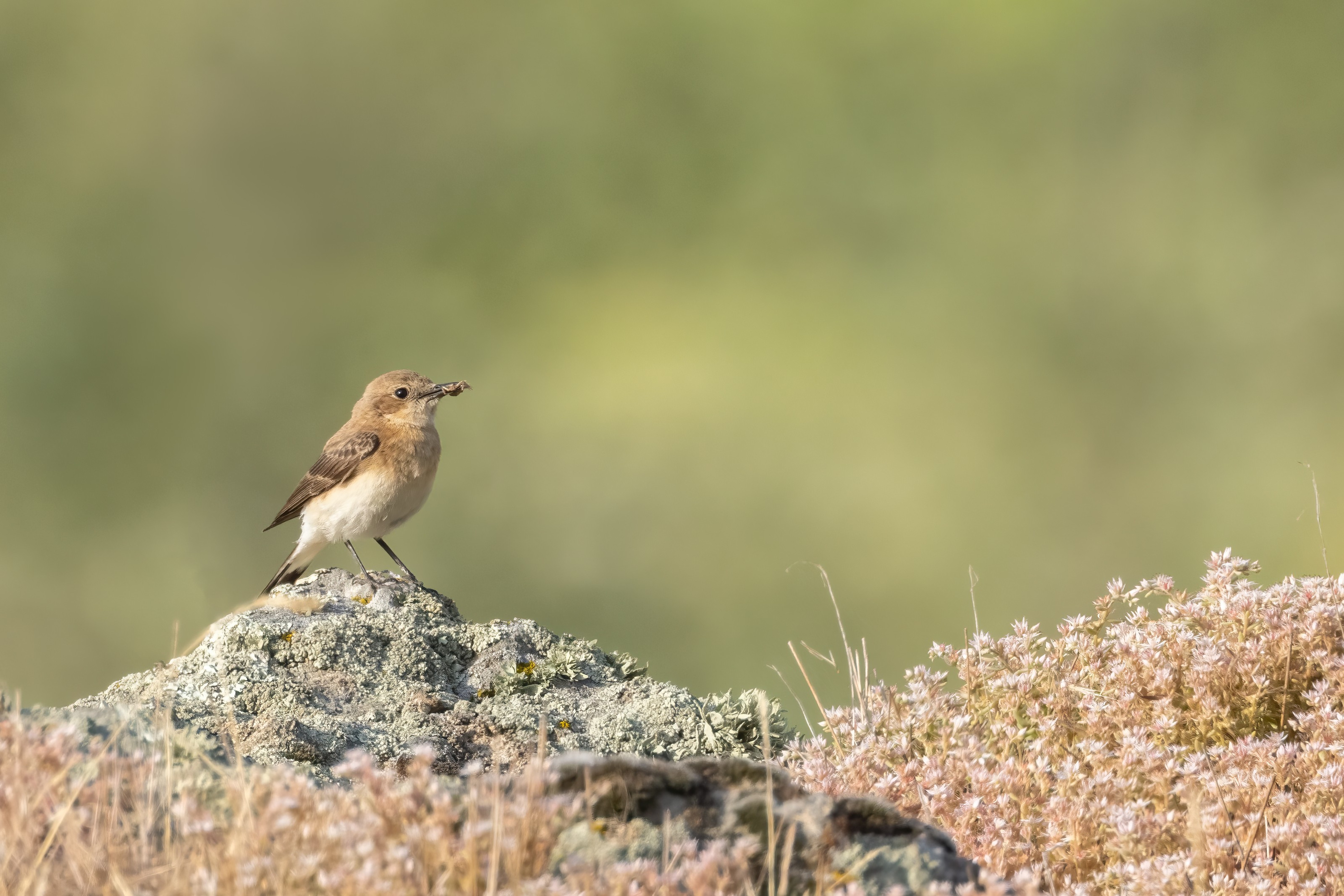 Eastern Black-eared Wheatear