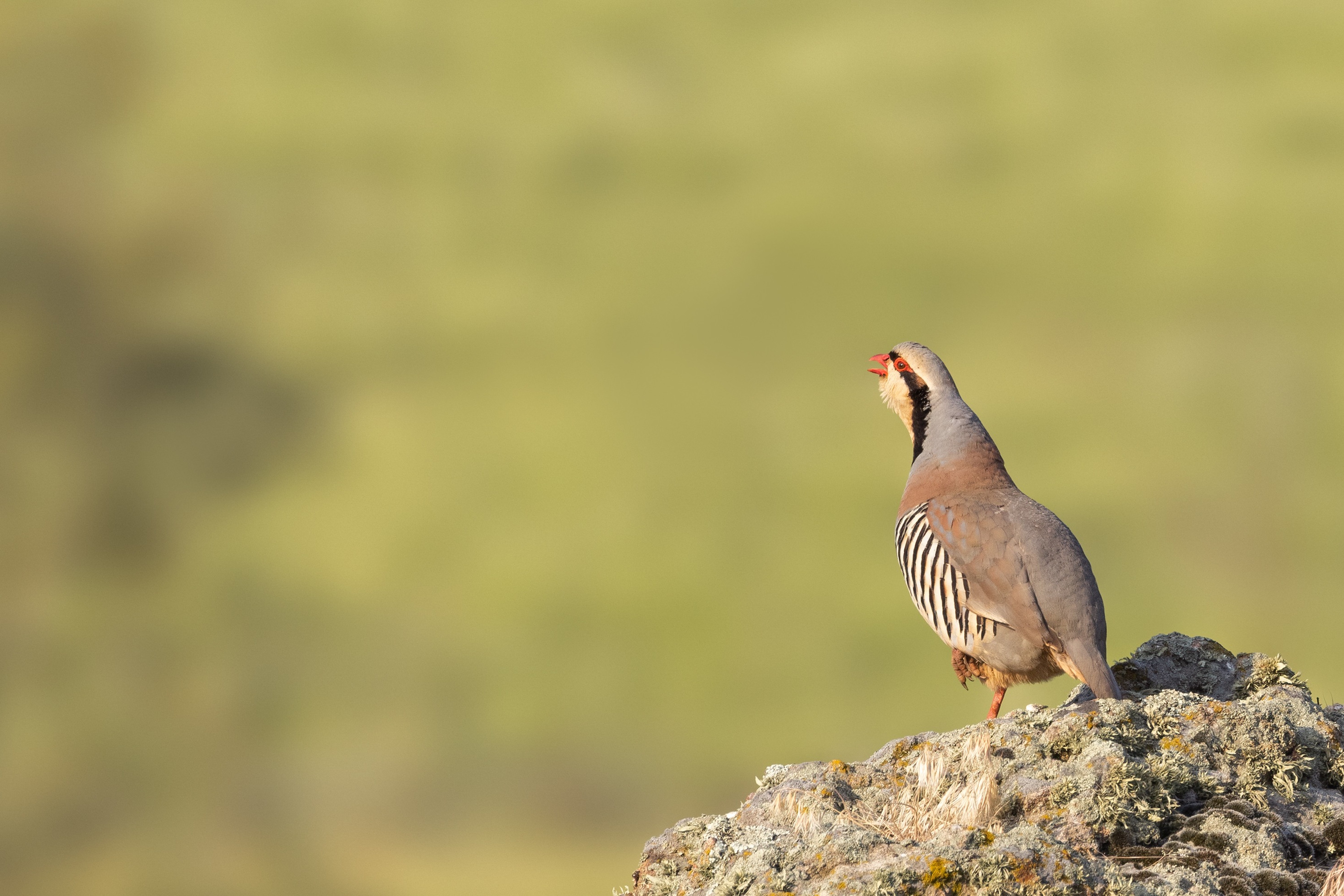 Chukar on a rock in the Eastern Rodopi mountains of Bulgaria 