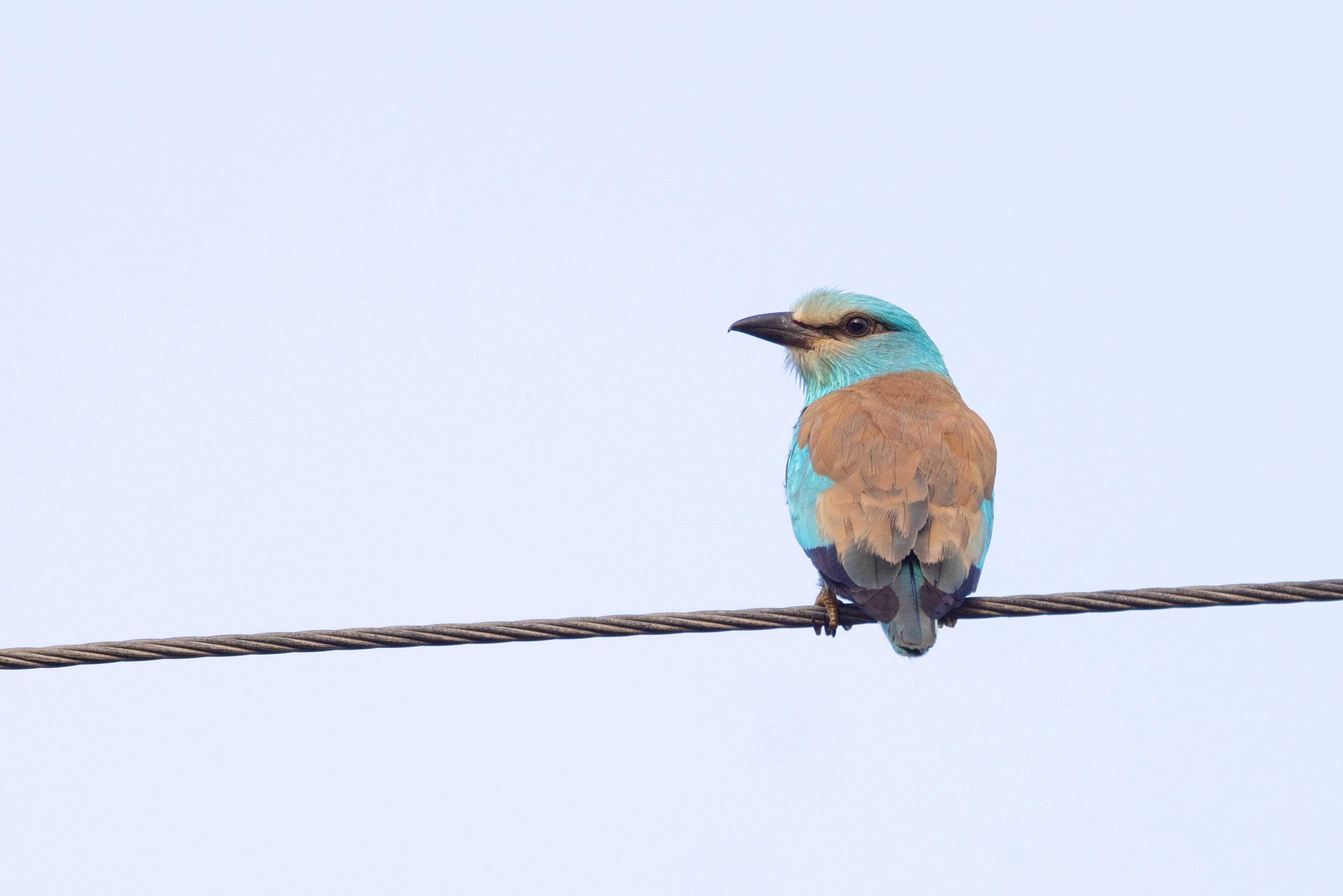 European Roller - female
