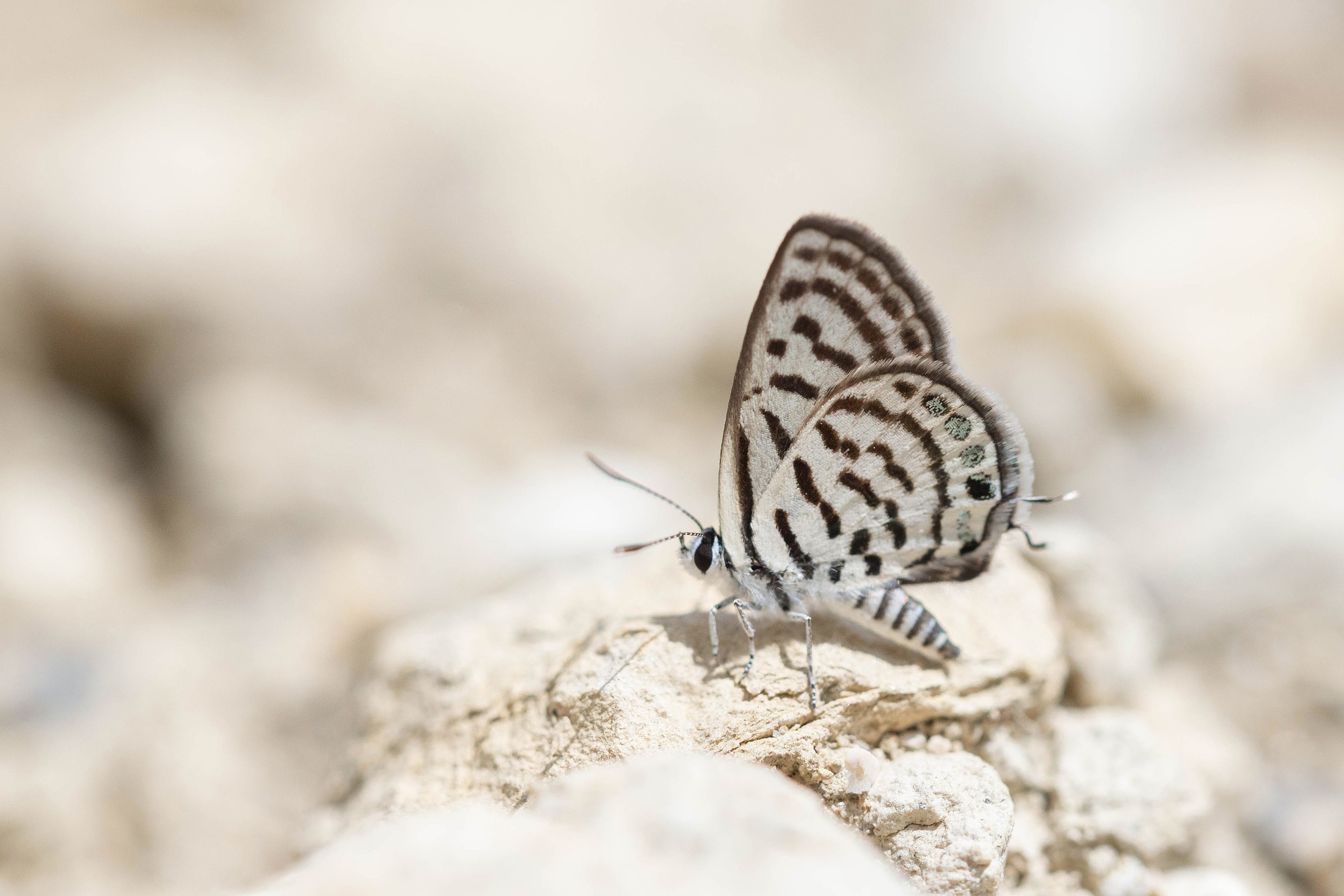 Little Tiger Blue