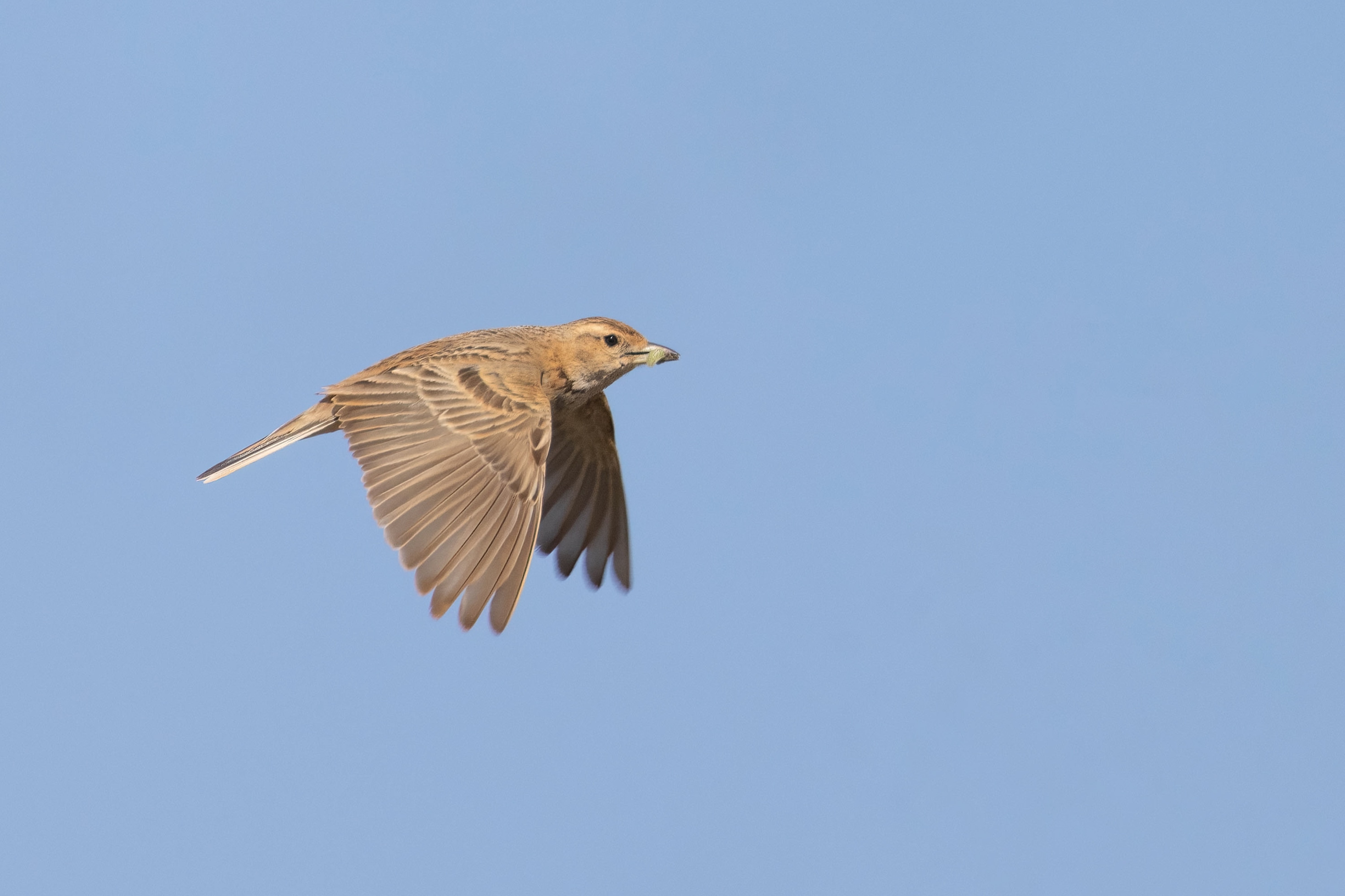 Short-toed Lark