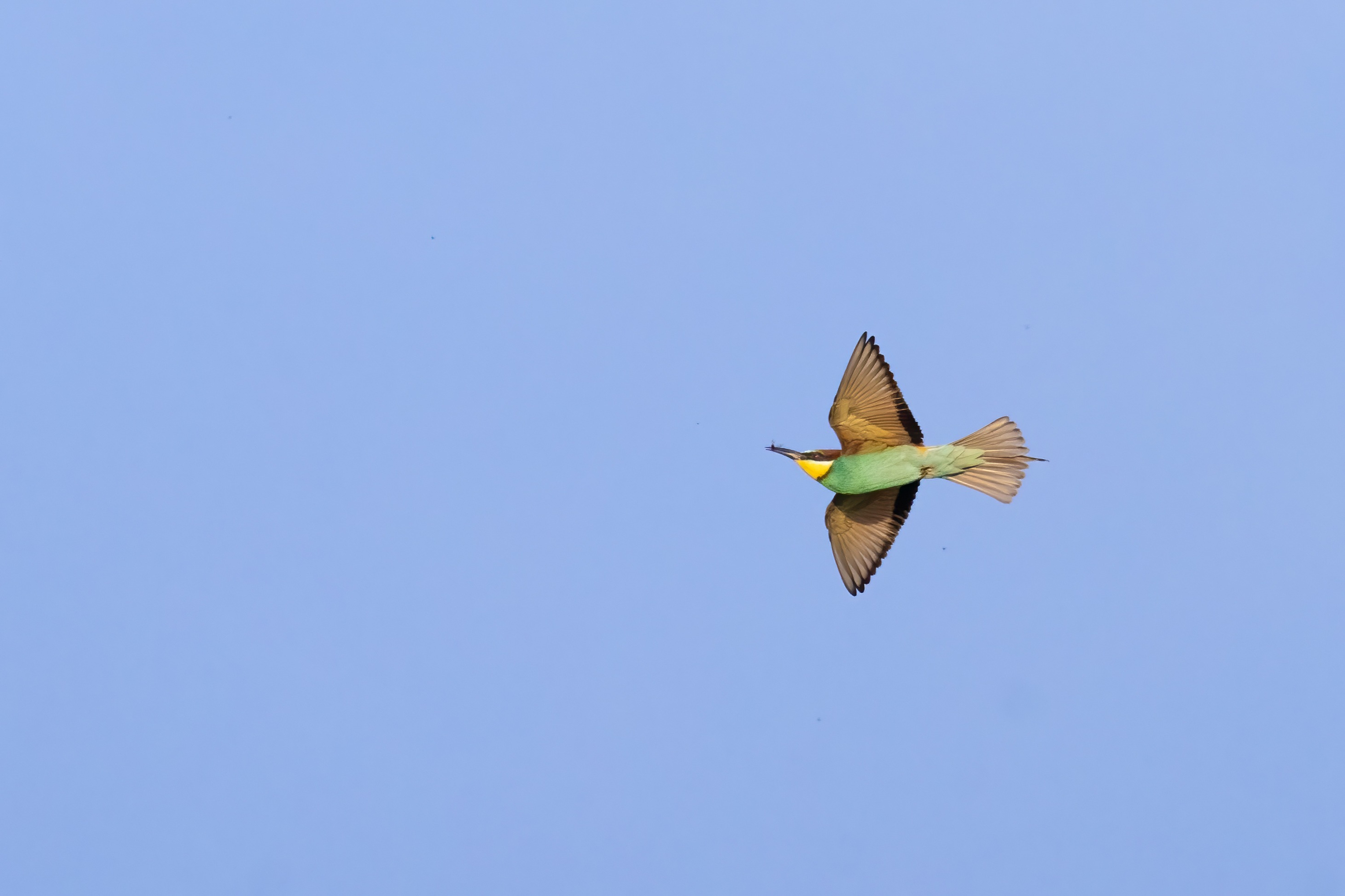 European Bee-eater (Merops apiaster) in flight in Eastern Rodopi, Bulgaria
