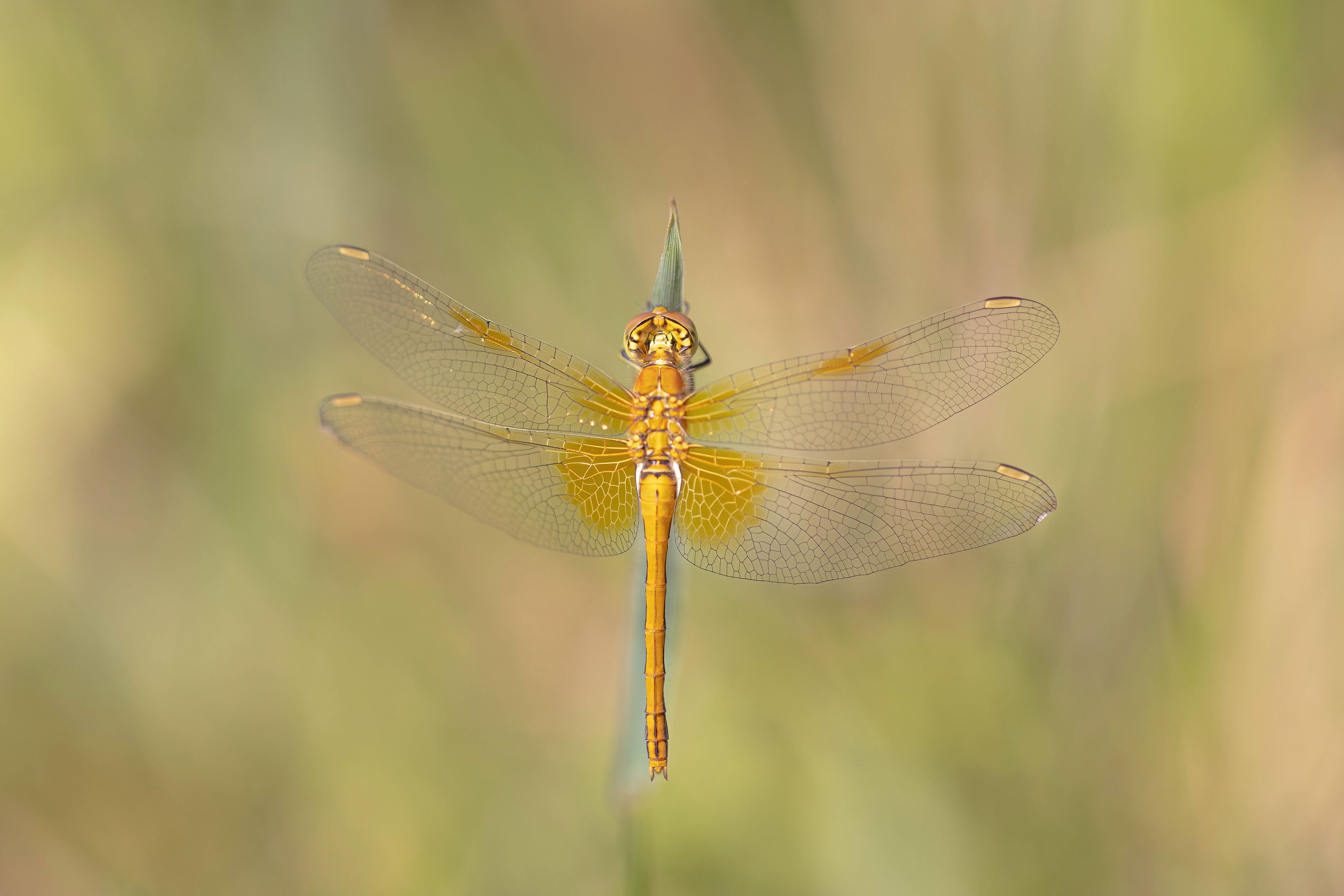 Yellow-winged Darter
