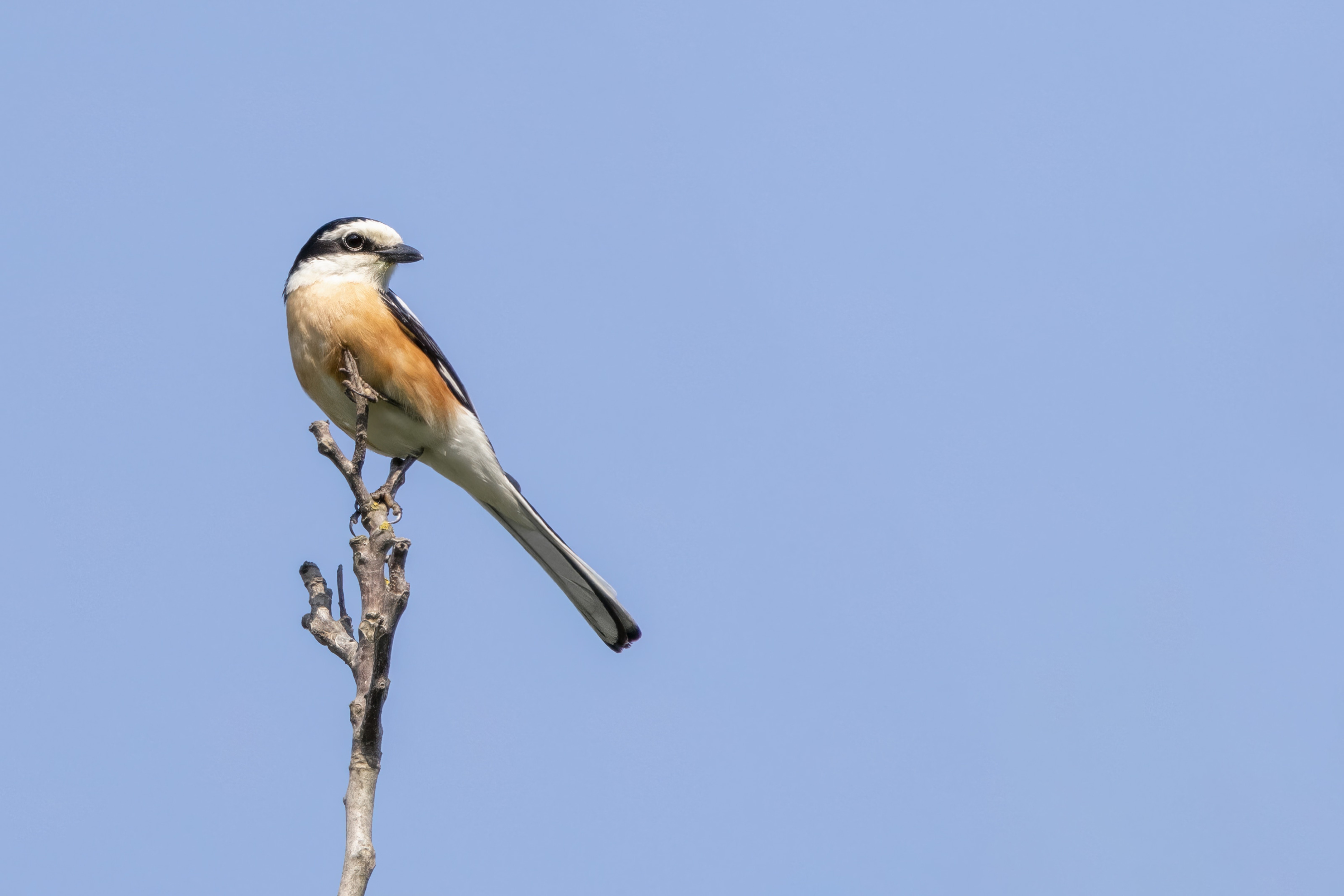 Masked Shrike