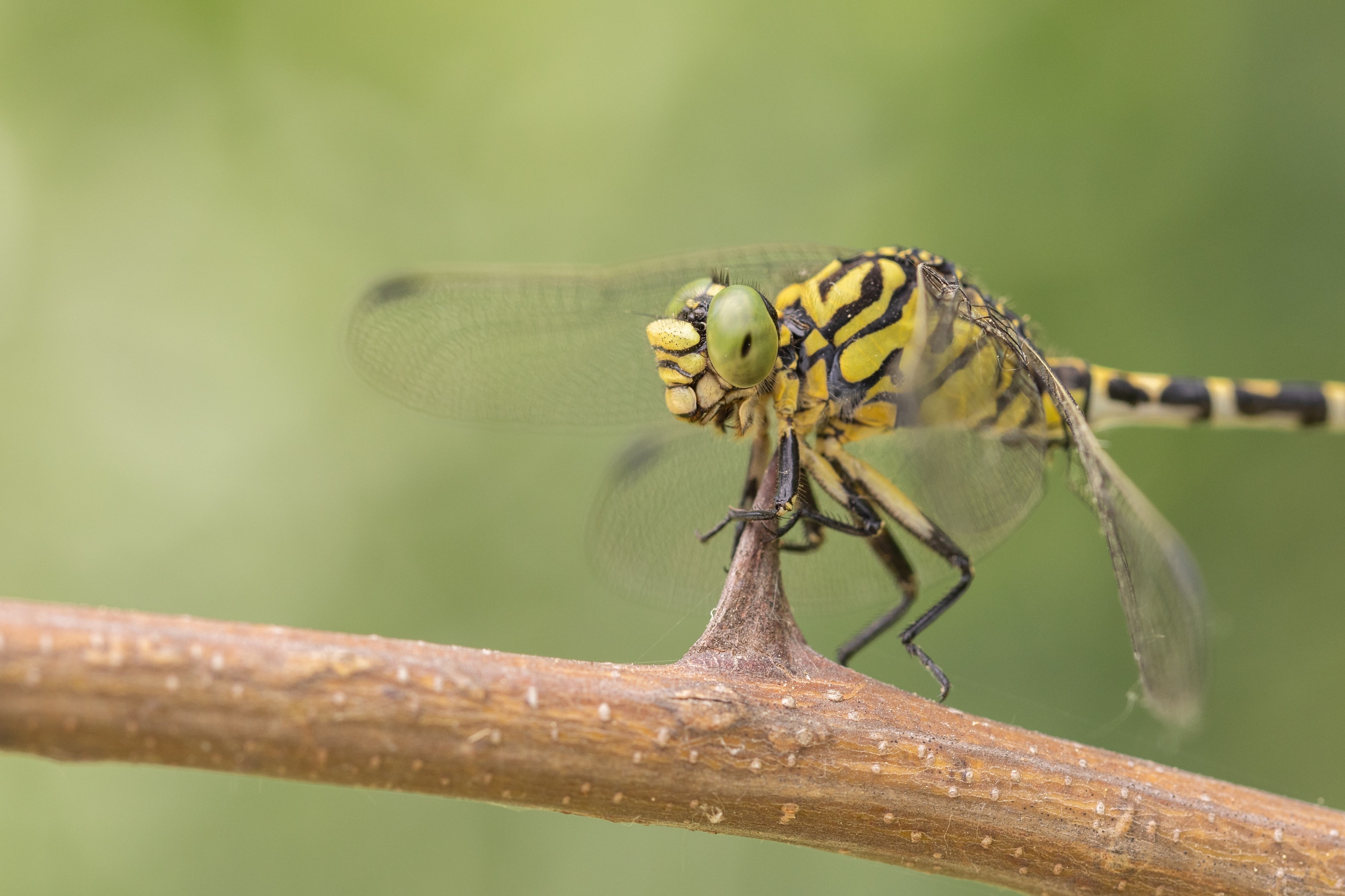 Small Pincertail