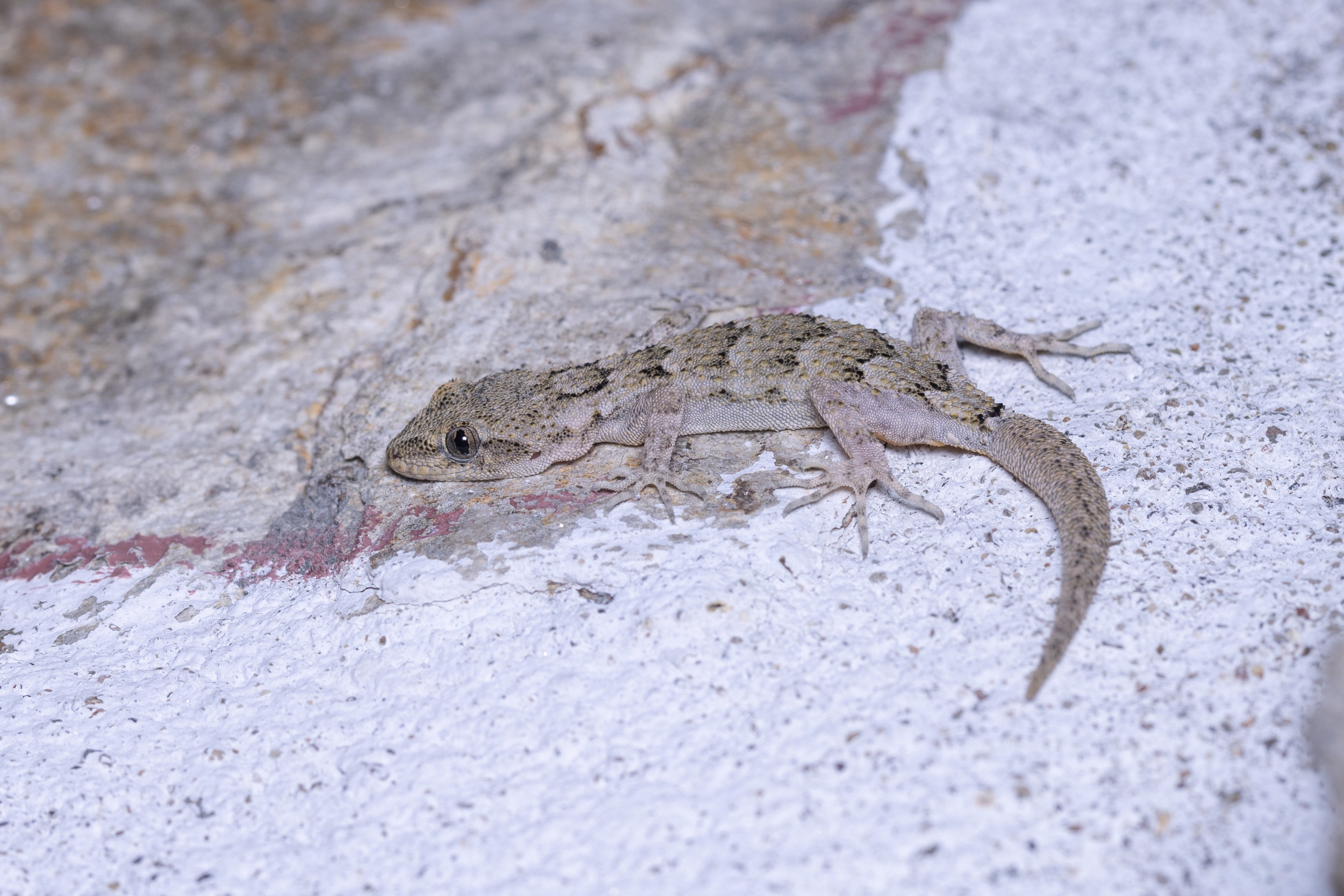 Kotschy's Gecko (Mediodactylus kotschyi) on a wall in the Eastern Rodopi mountains of Bulgaria