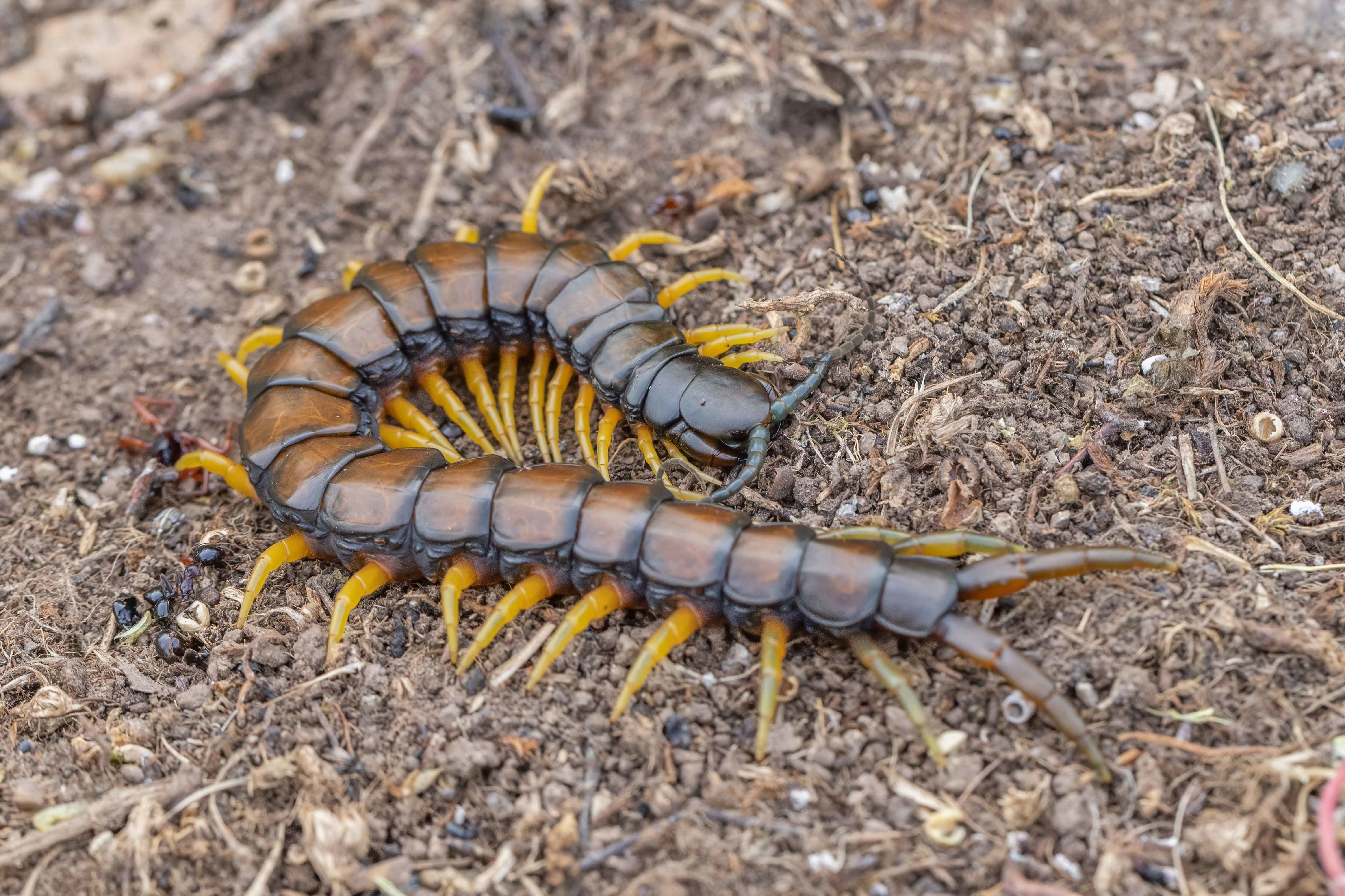 Scolopendra cingulata,