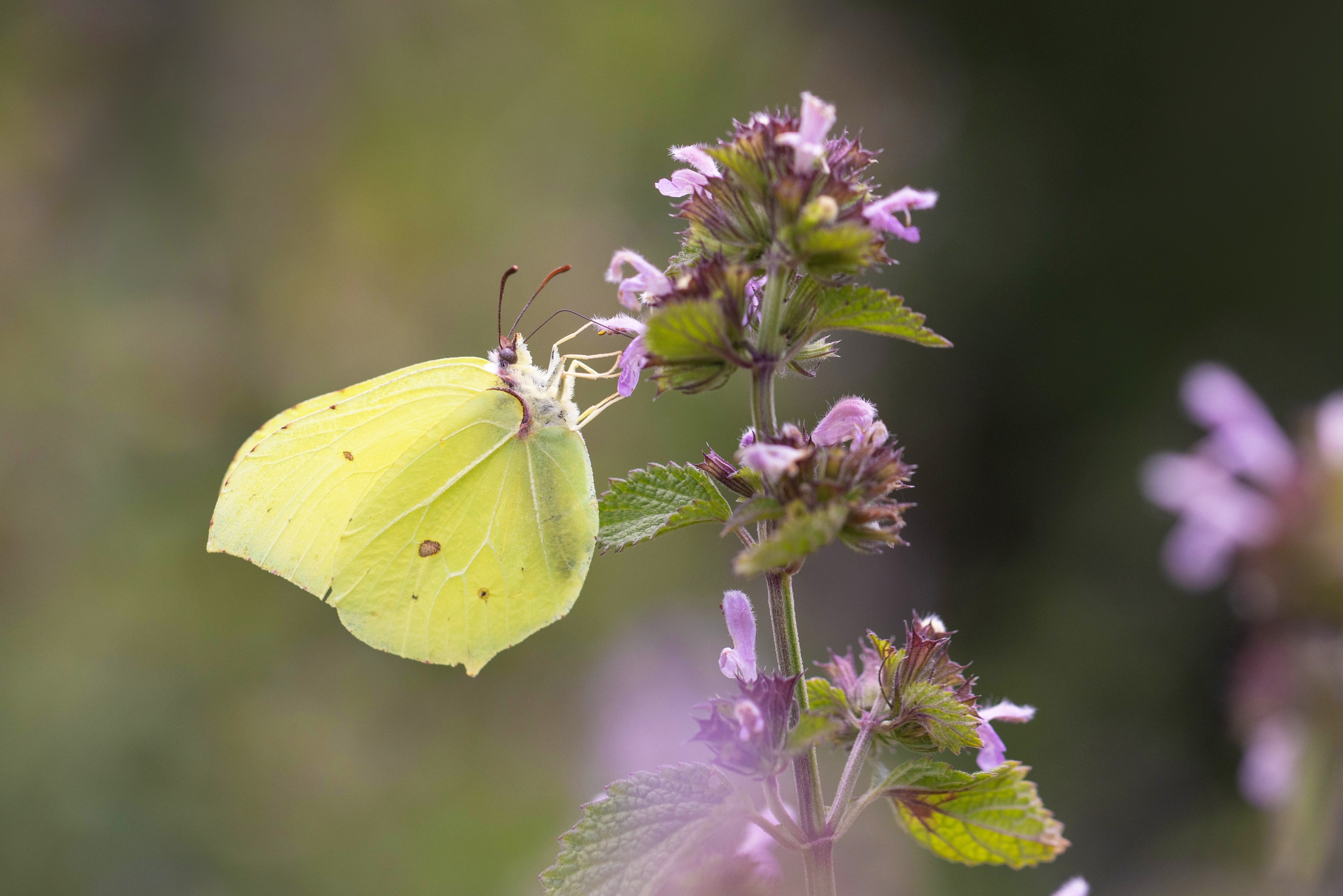 Brimstone