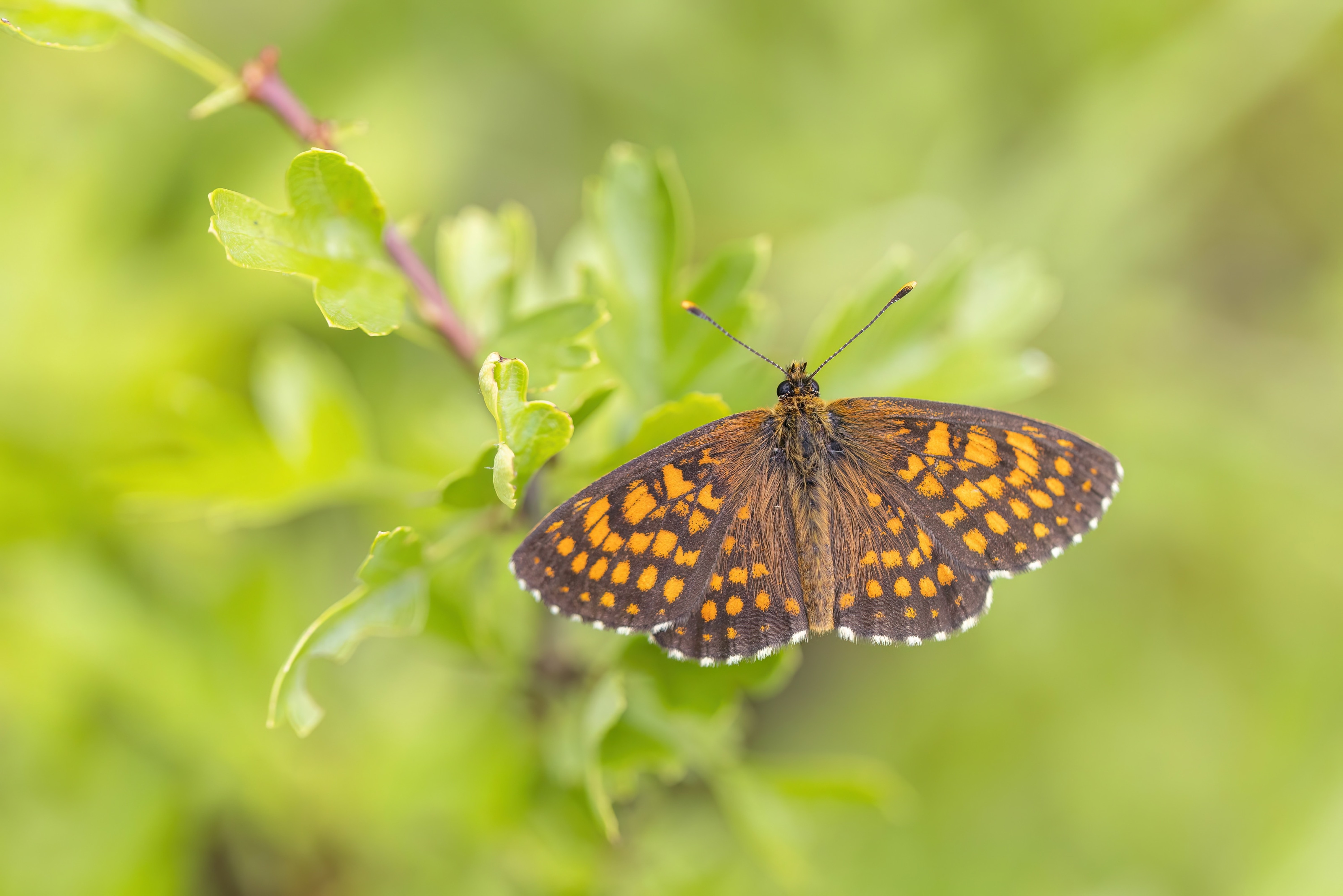 Heath Fritillary