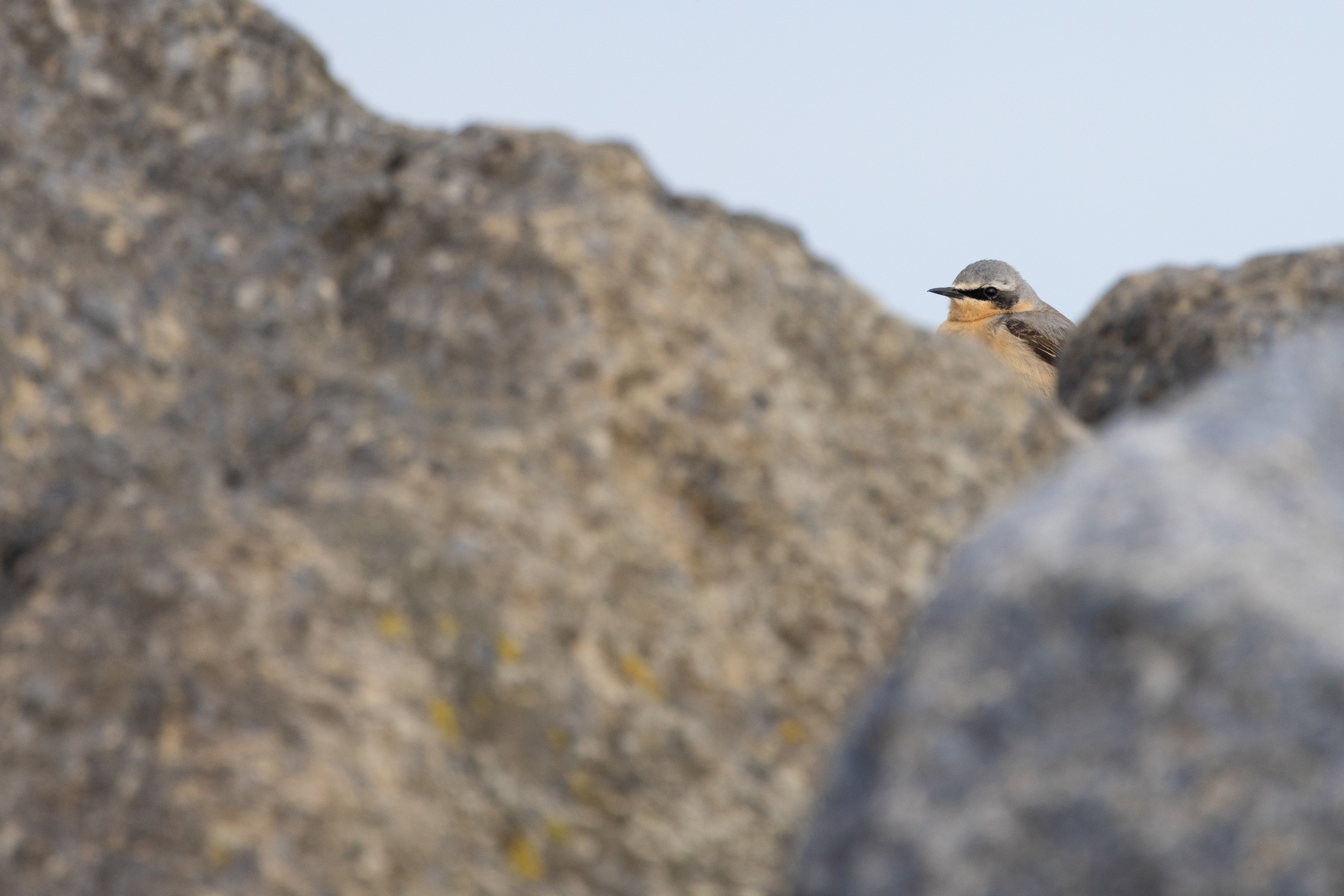 Northern Wheatear (Oenanthe oenanthe) at Reculver (Kent)