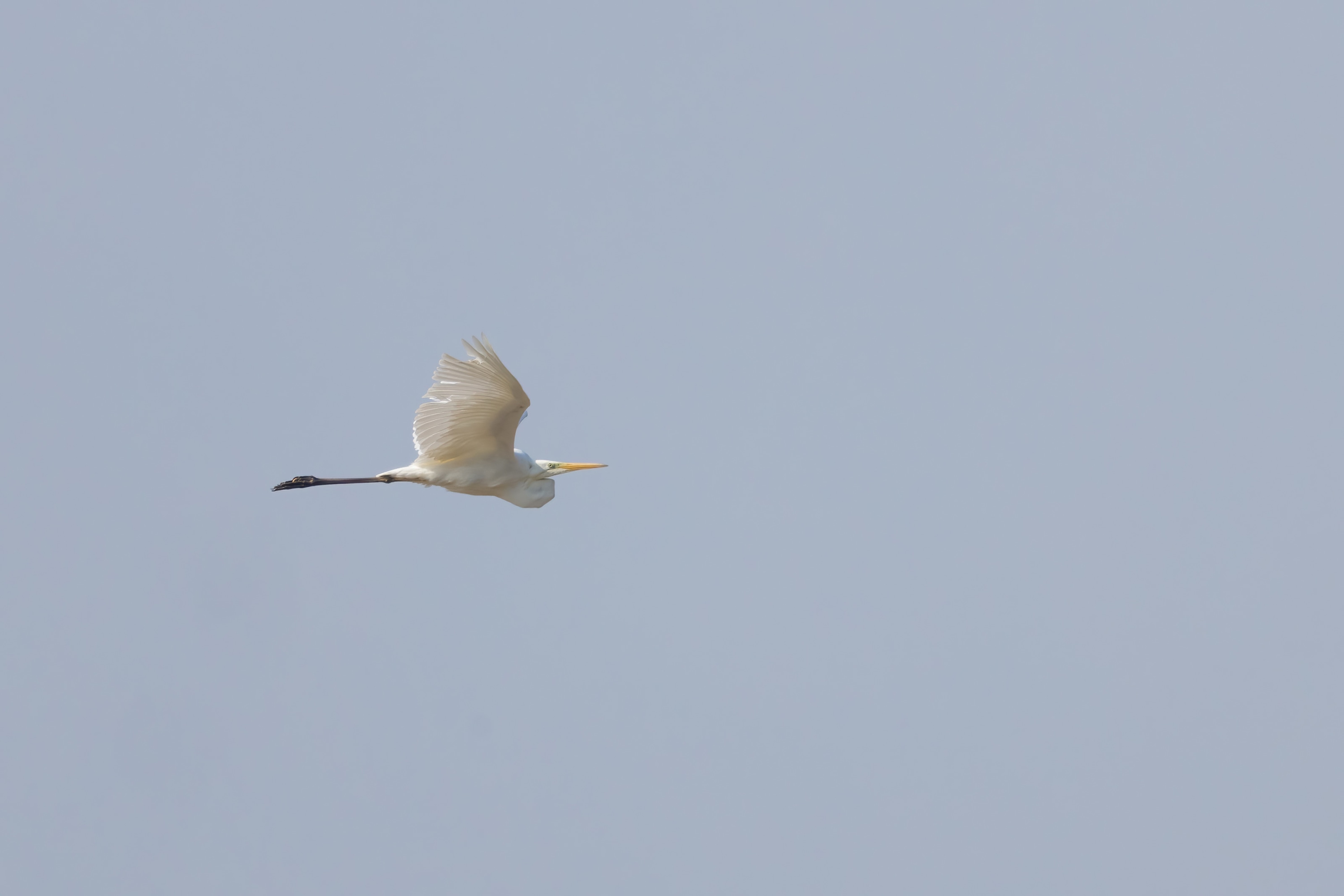 Great White Egret
