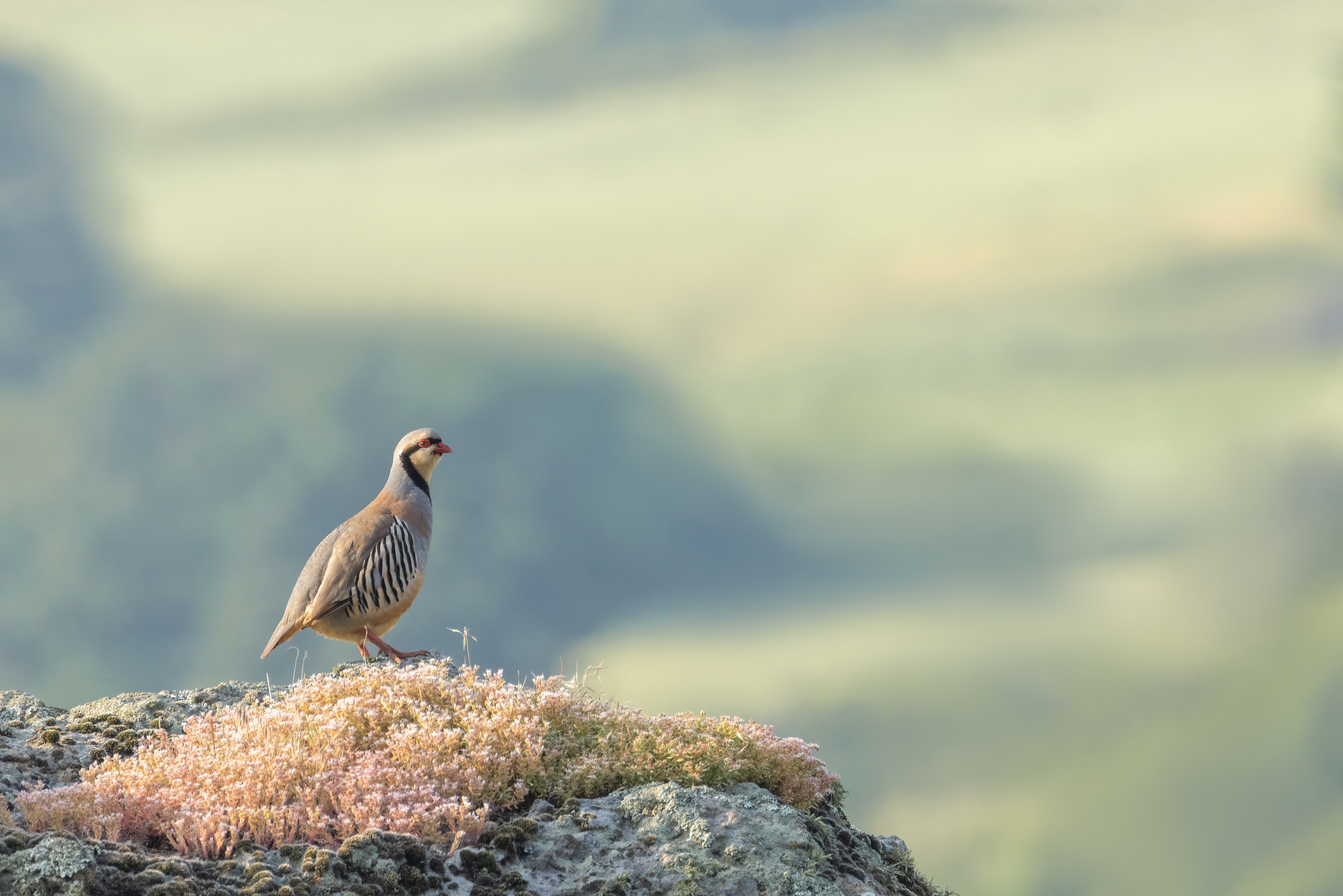 Chukar on a rock in the Eastern Rodopi mountains of Bulgaria 