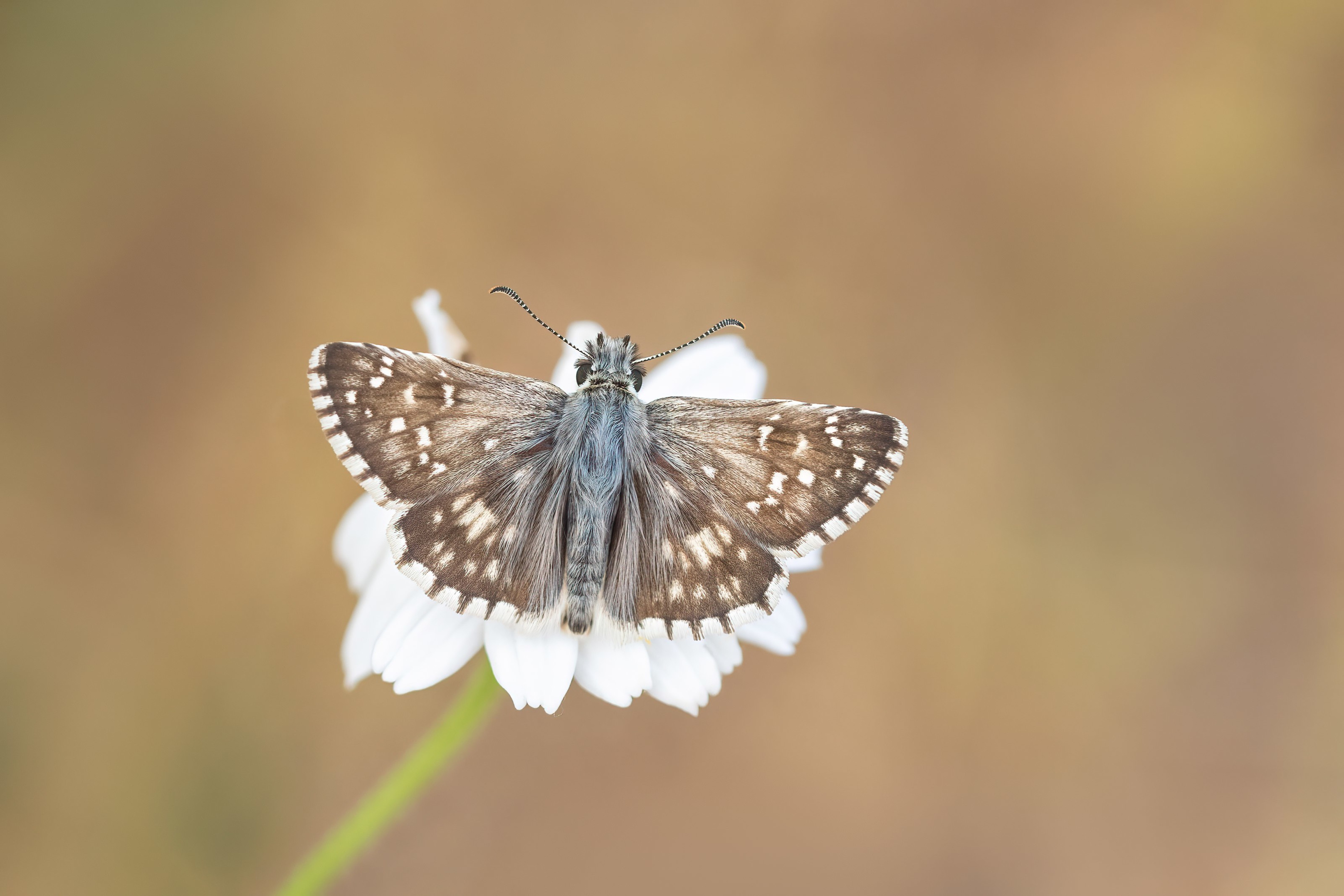 Oberthur's Grizzled Skipper (Pyrgus armoricanus) on a flower in Bulgaria