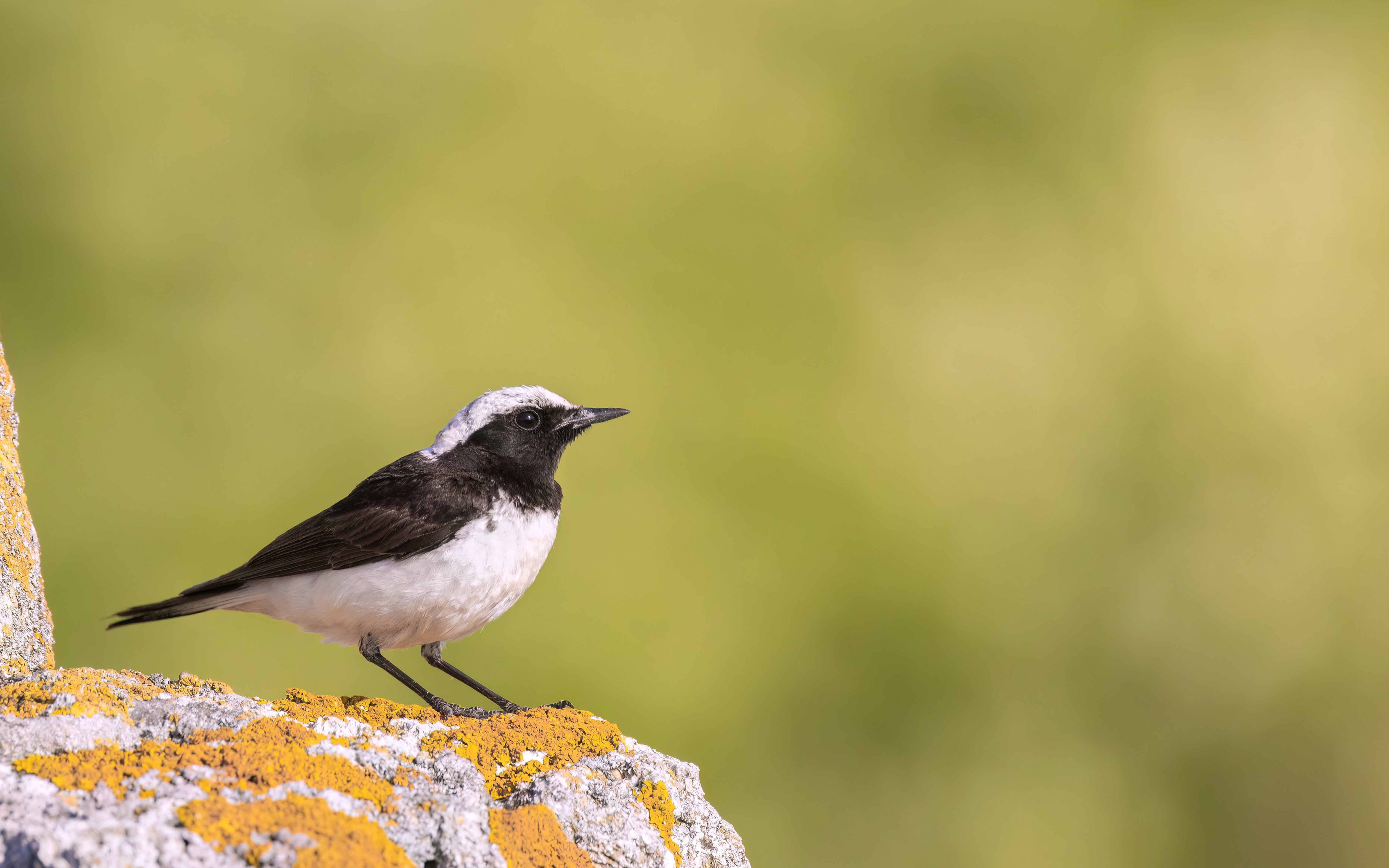 Pied Wheatear